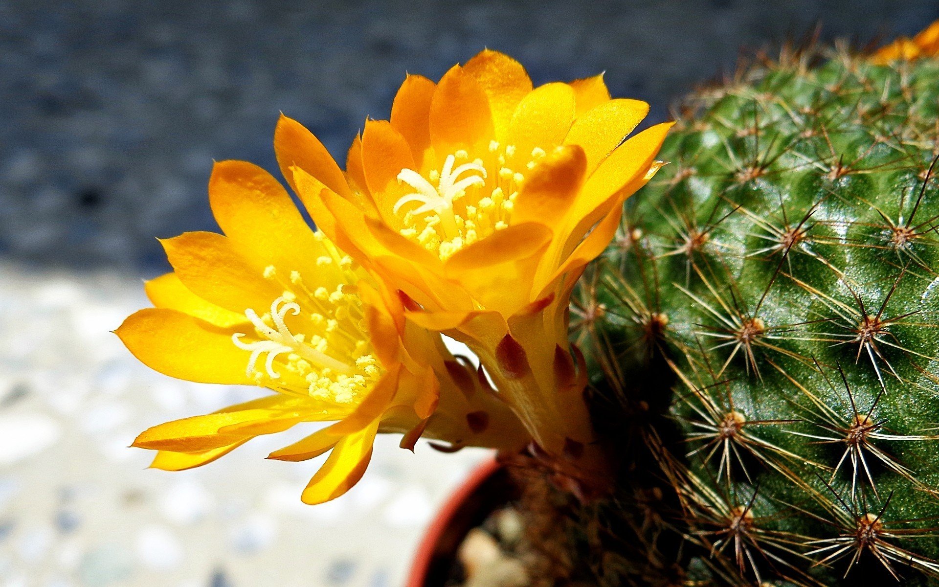 fiori giallo cactus macro foto