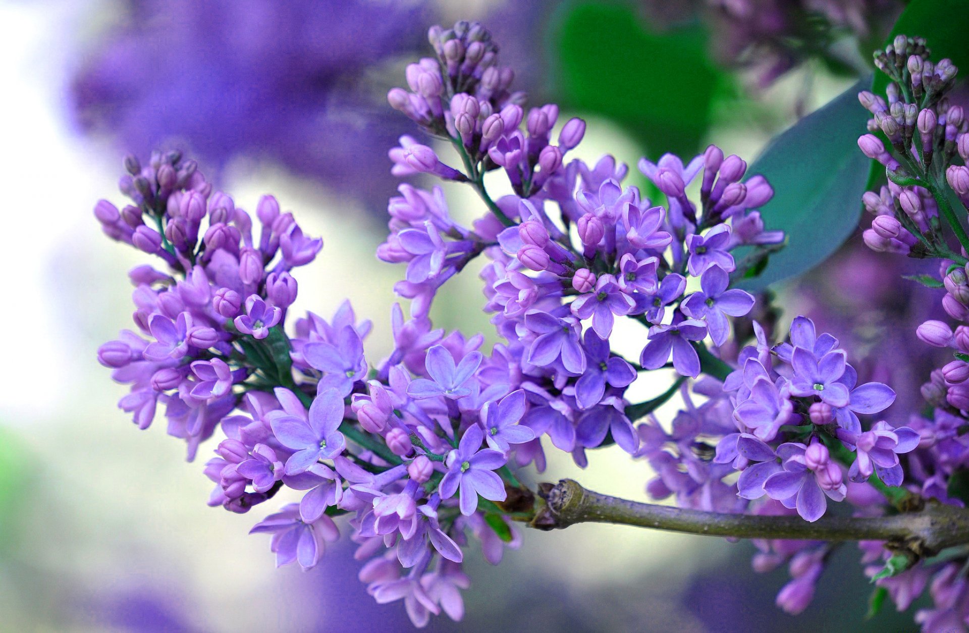 lilas inflorescence pétales printemps