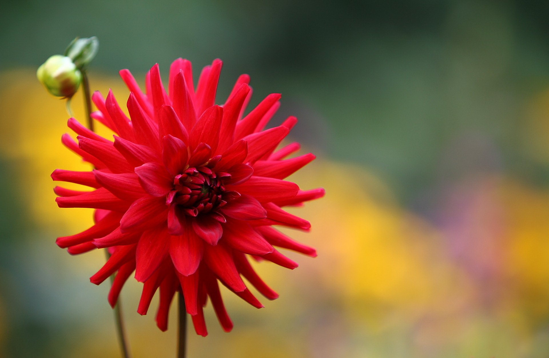 bourgeon fleur rouge dahlia fond