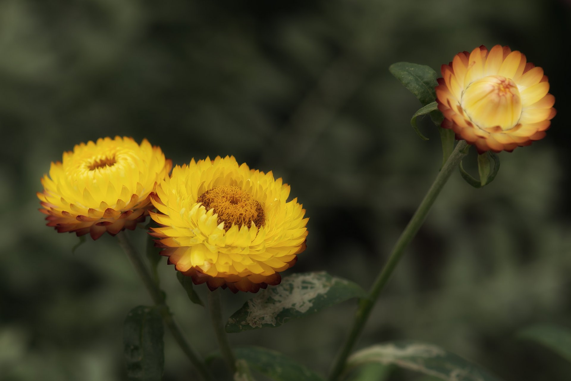 fiori natura carta da parati