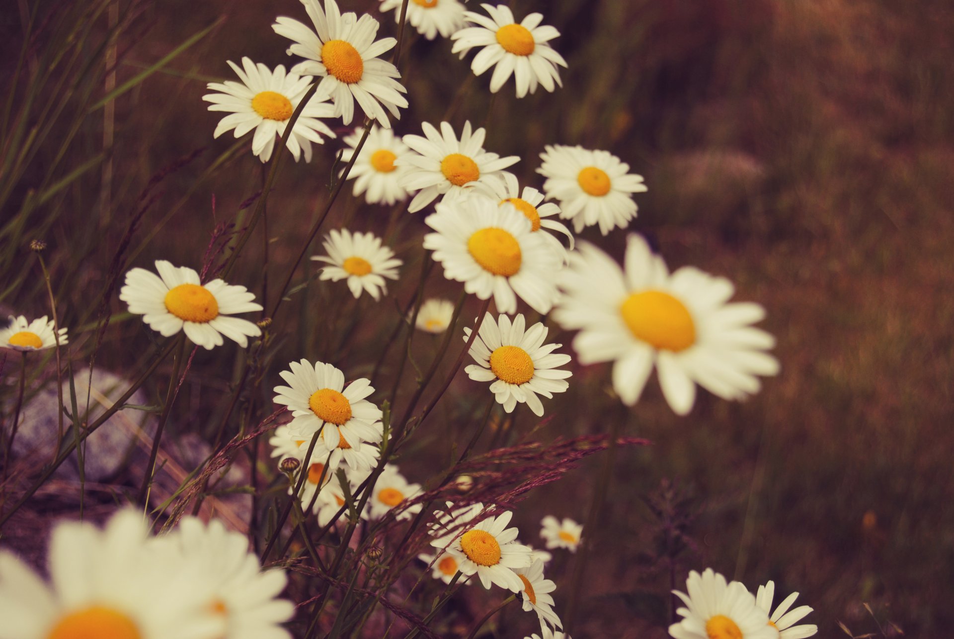 fleurs marguerites blanches pétales