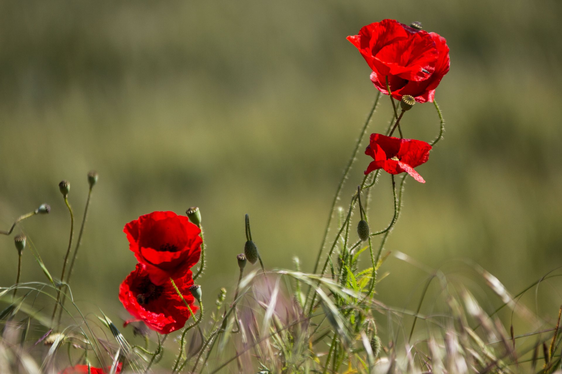 amapolas pétalos campo prado naturaleza