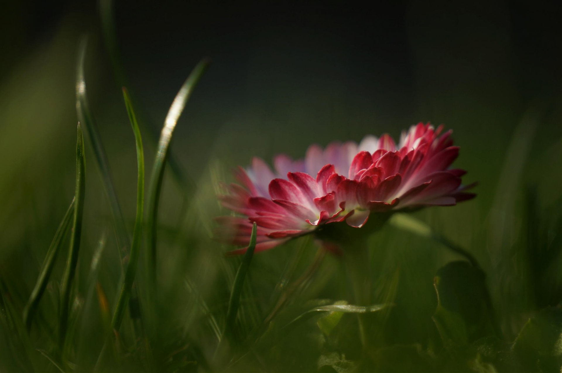 fleur gros plan herbe