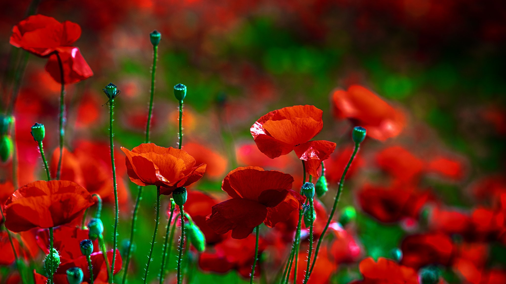 flower poppy red