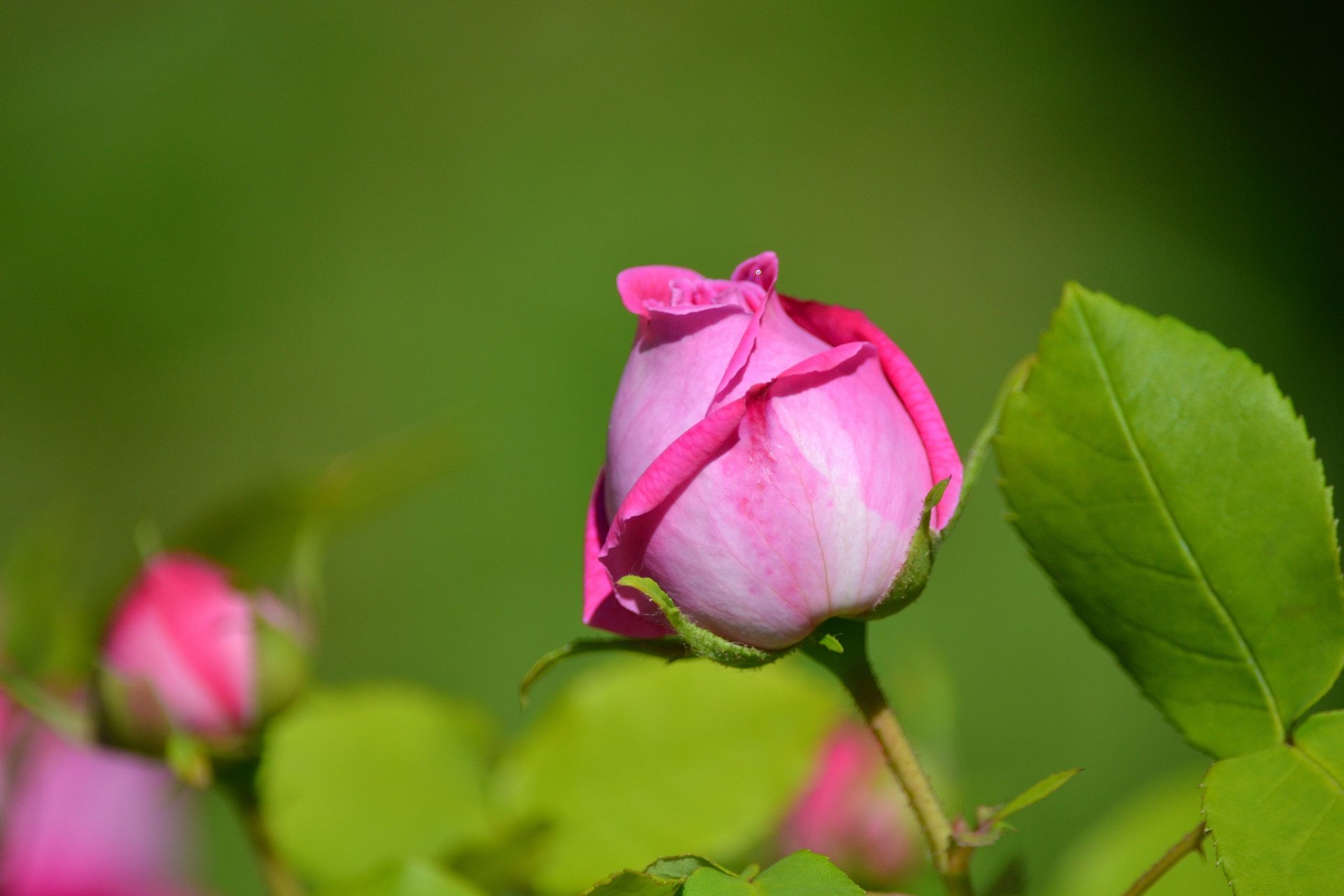 rose bud petals leaves close up