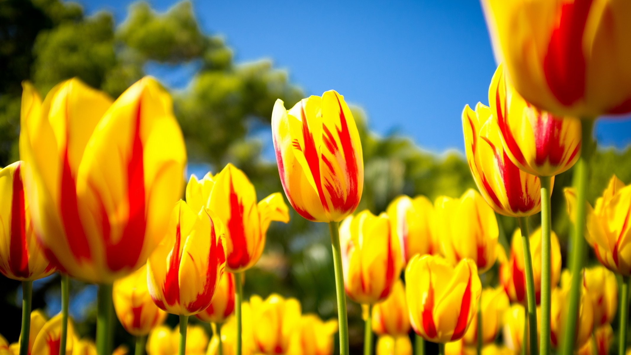 campo tulipano wt-rosso