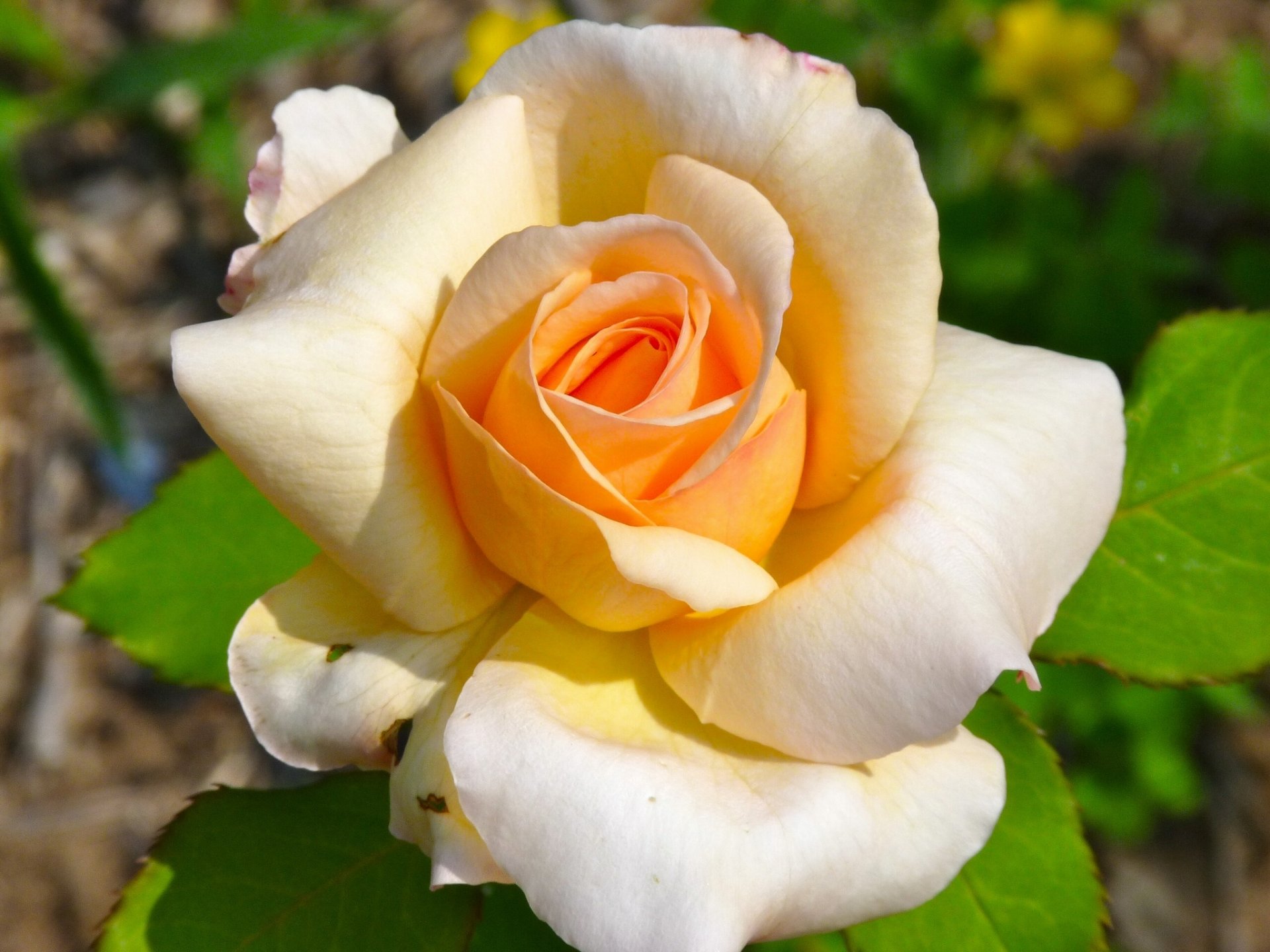 rose bud petals close up