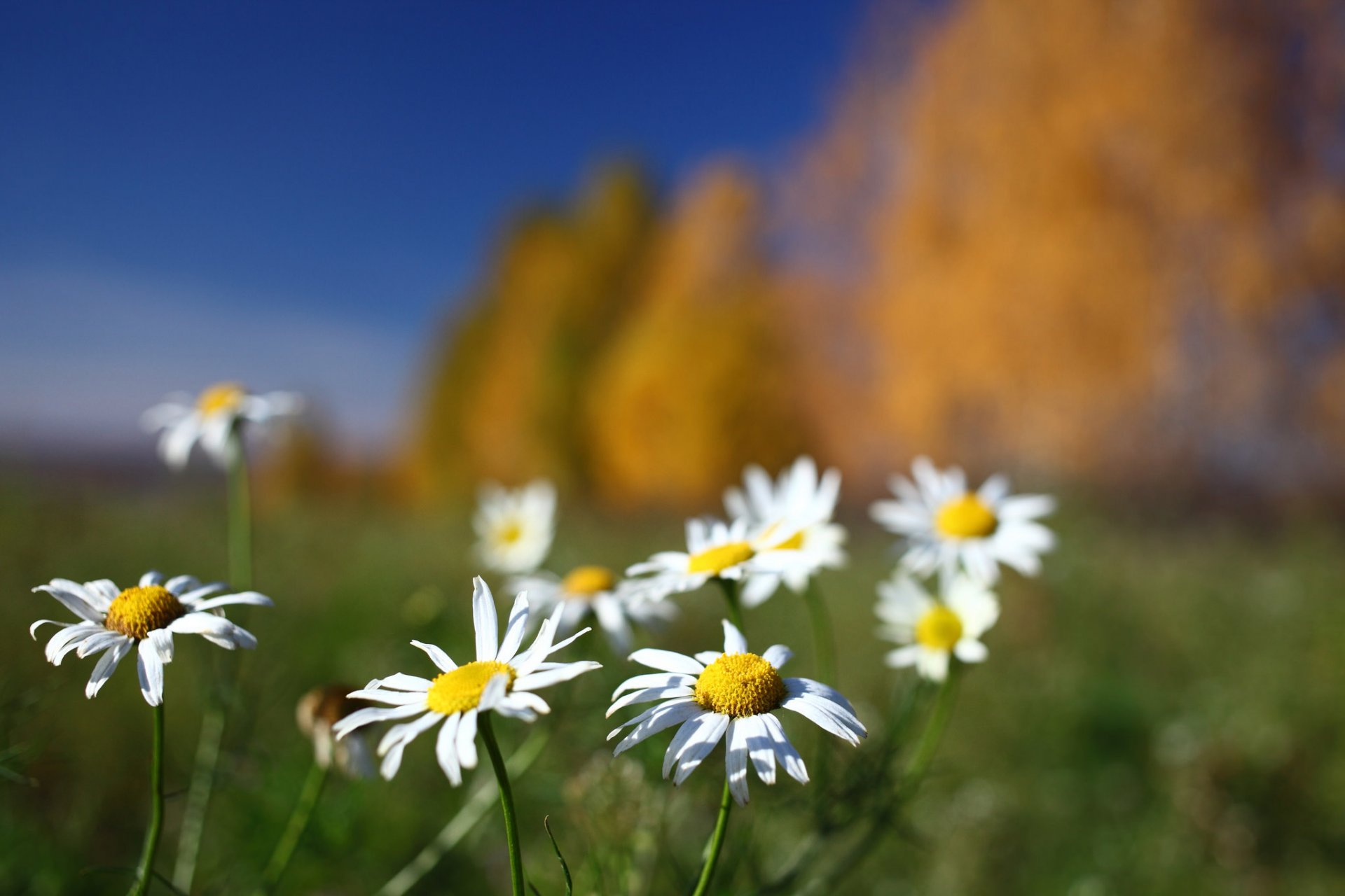 the field flower chamomile background