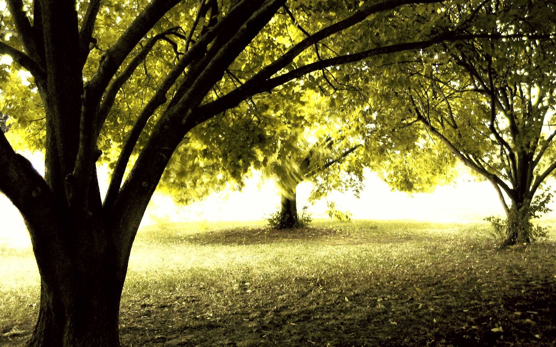 forest autumn sun tree