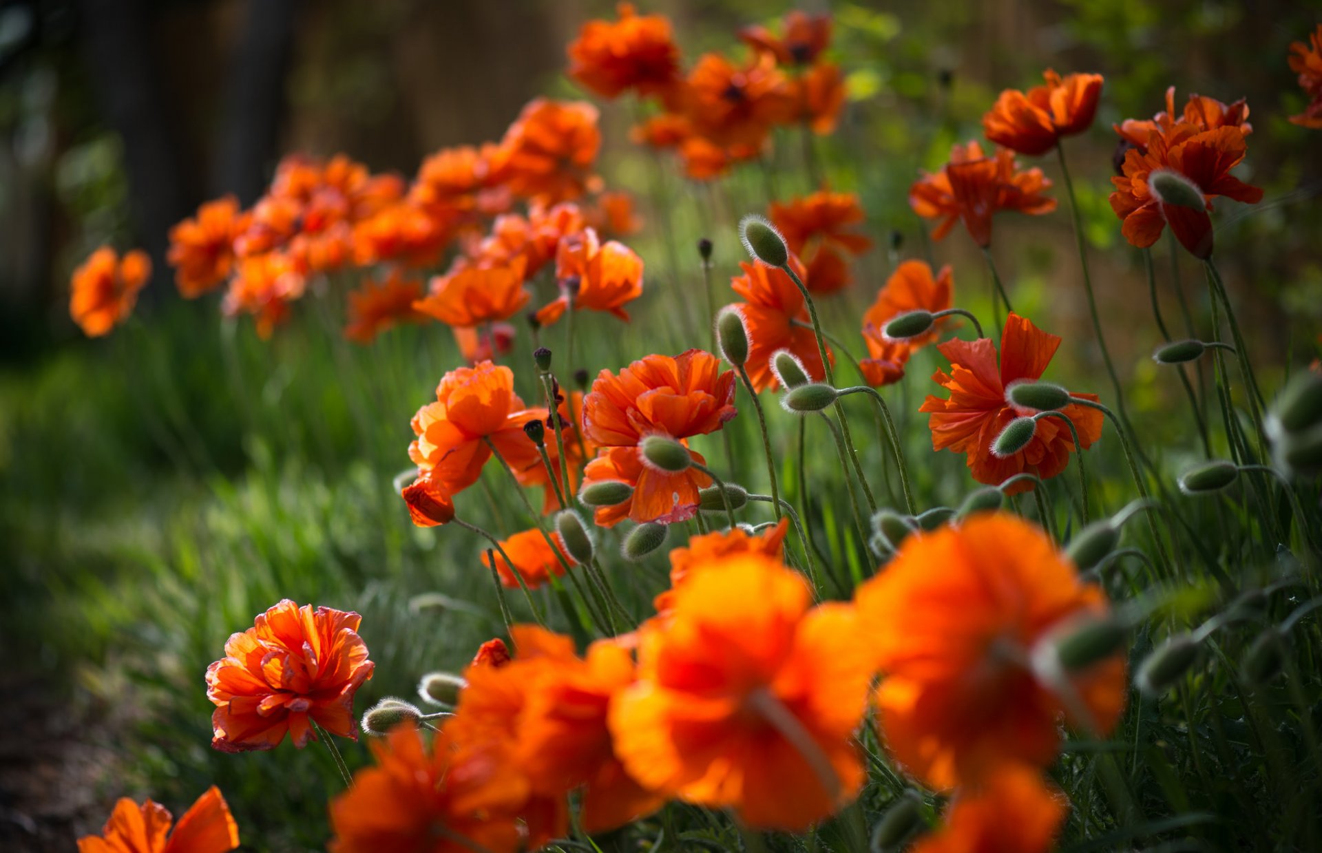 flower poppies petals buds stems gra