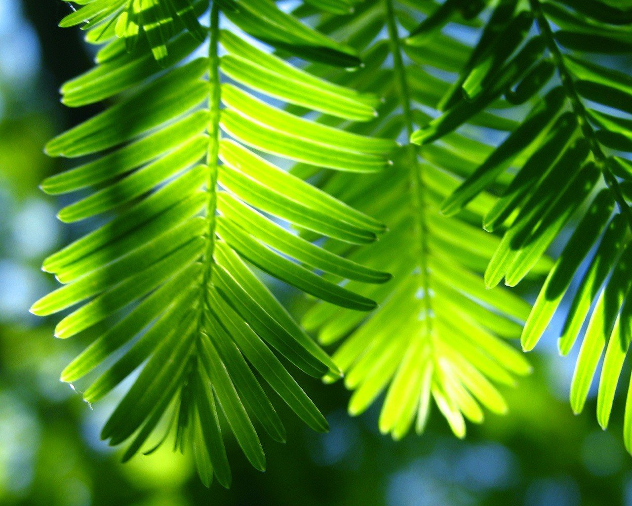 blätter grüner müll palme