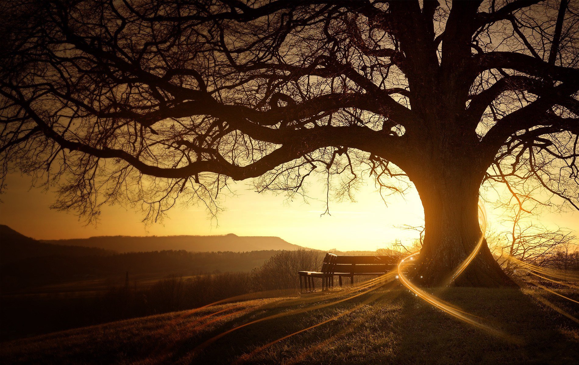 восход дерево солнце