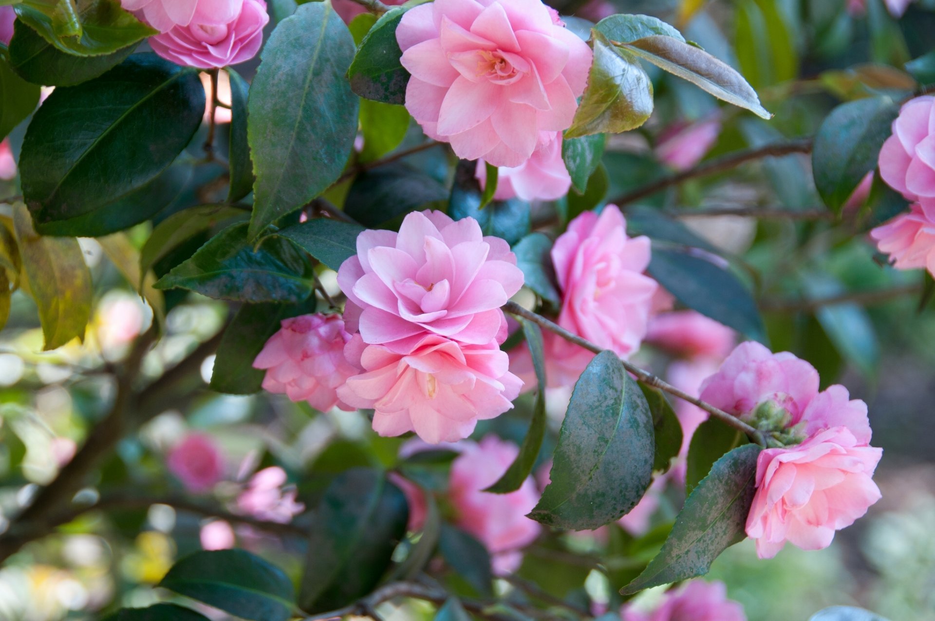 camellia branches bloom