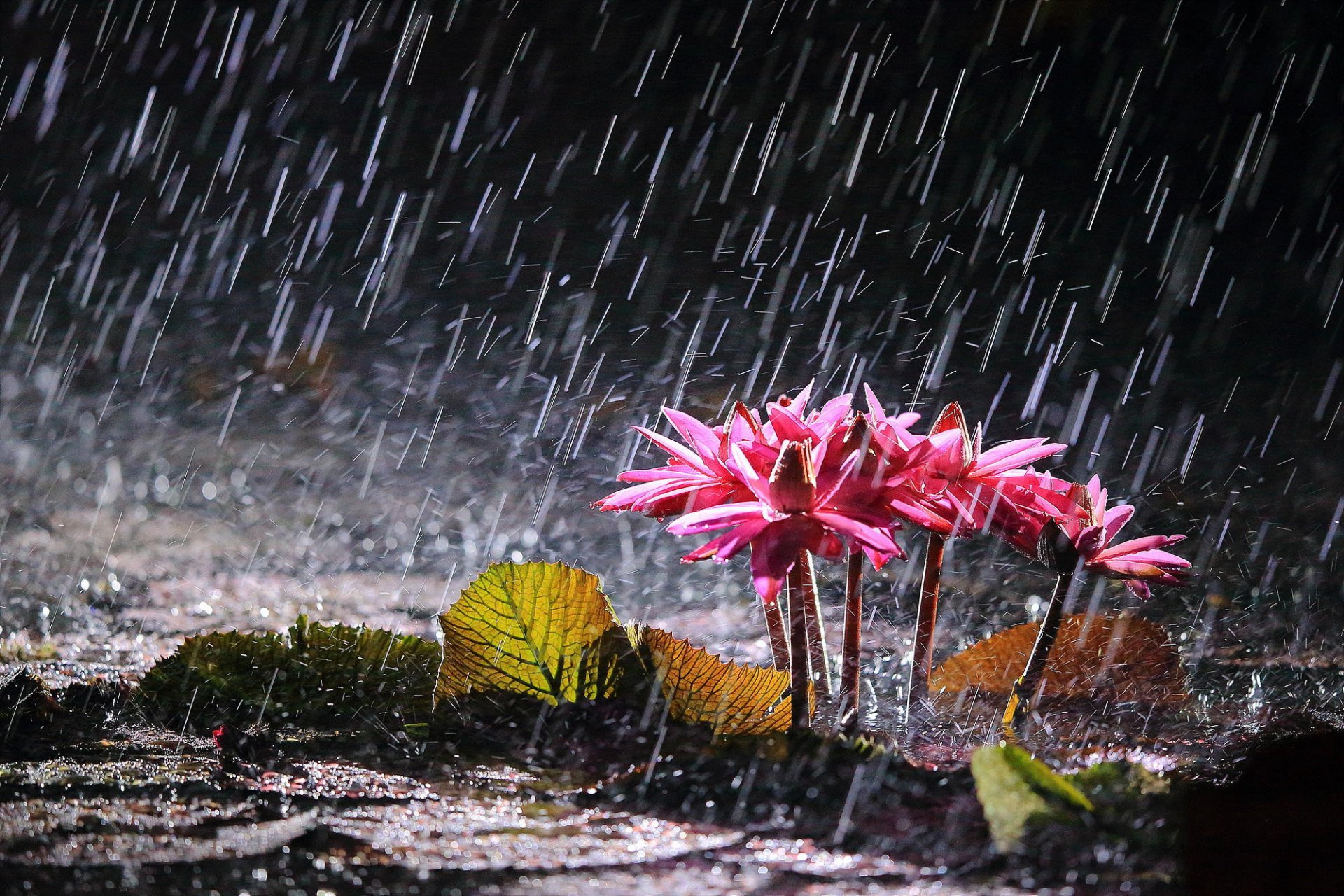 lake flower water lilies rain