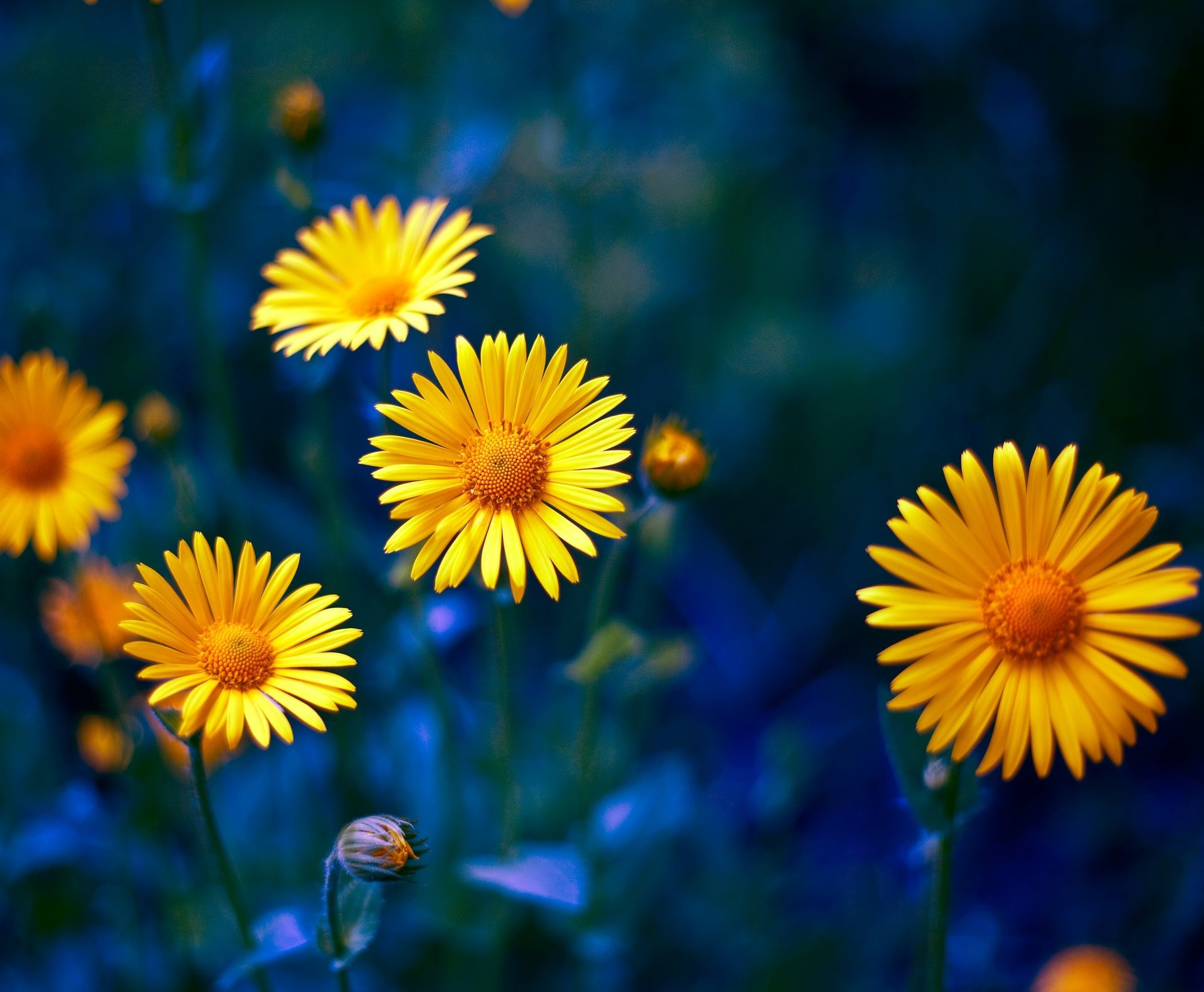 fleurs jaunes pétales nature gros plan