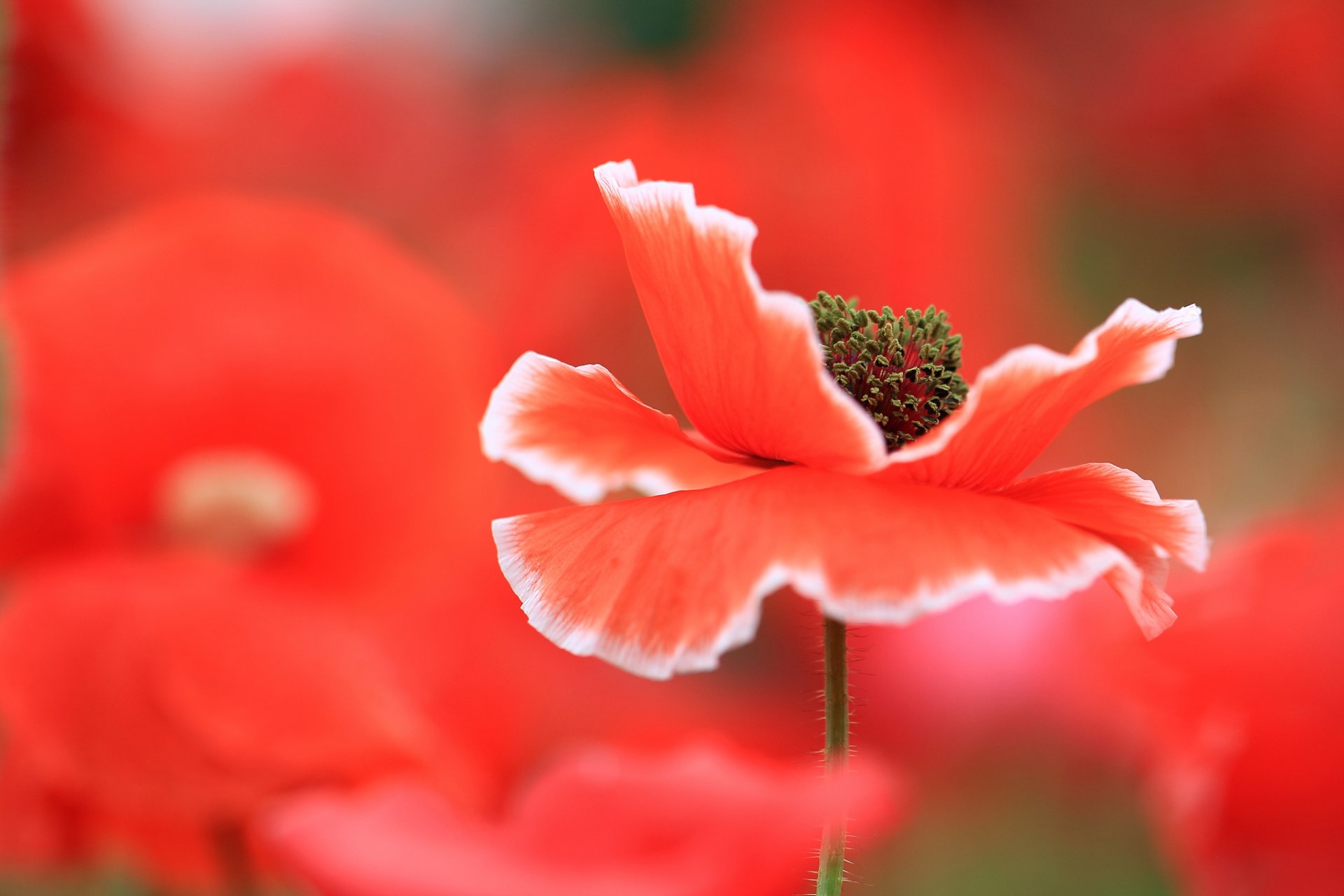 poppy petals meadow the field close up