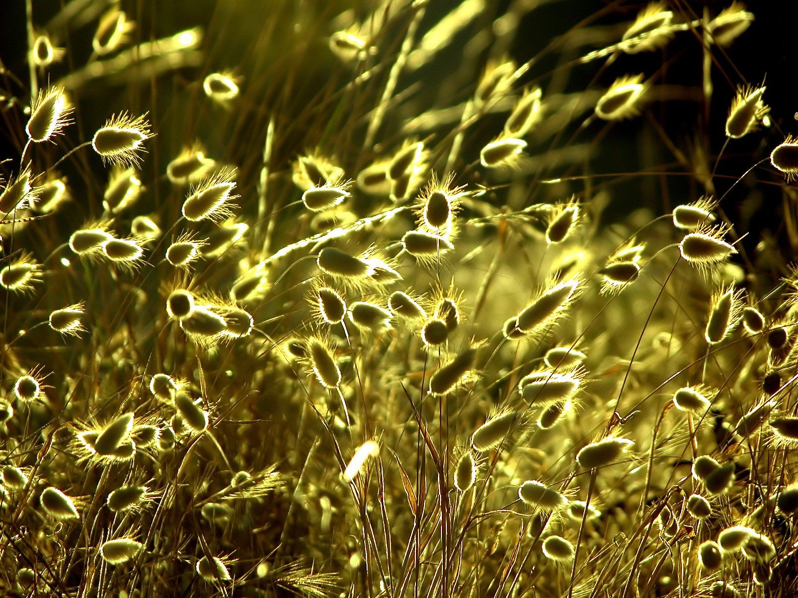 herbe soleil jaune