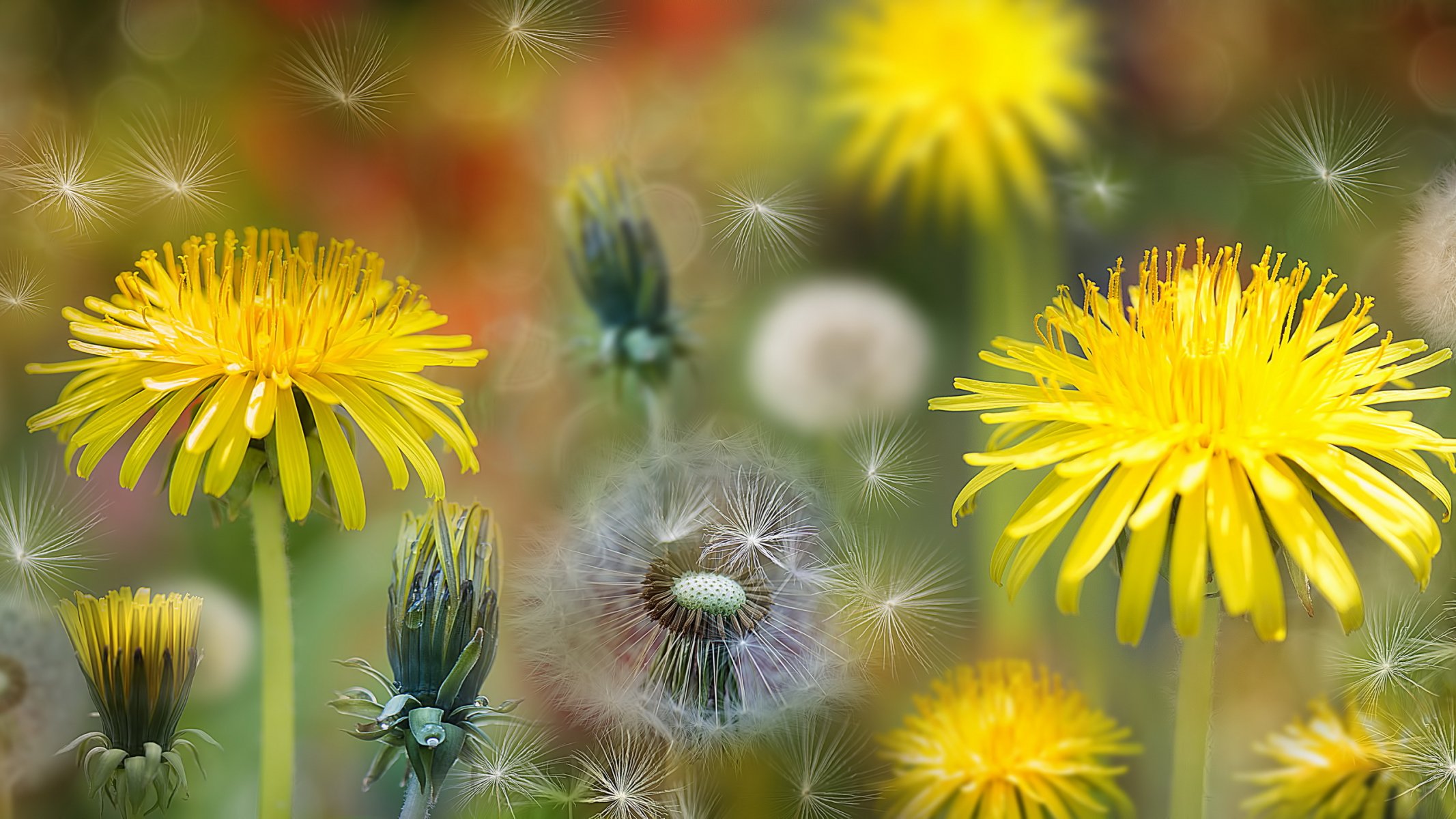 fleurs pissenlits nature