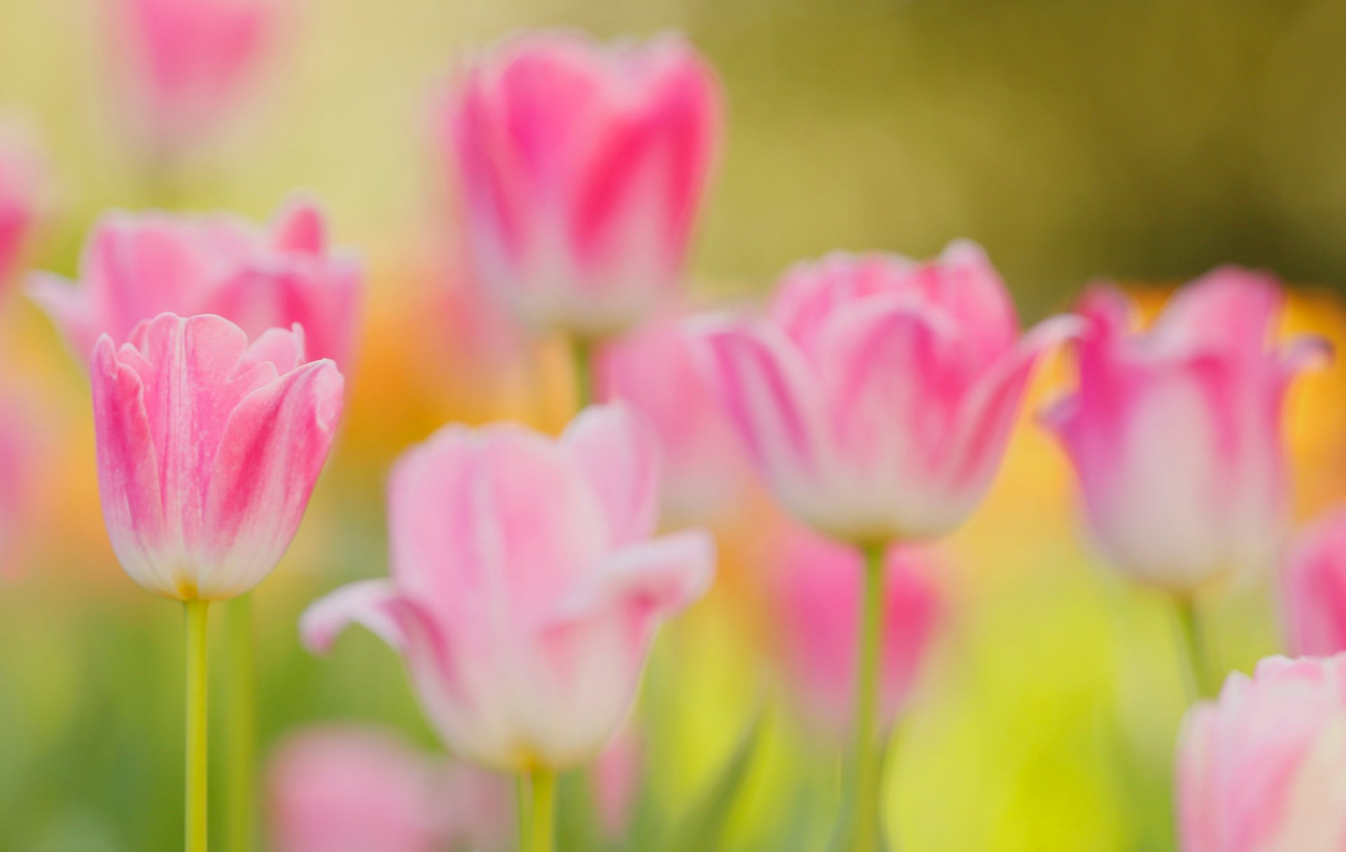 tulipanes pétalos tallo jardín prado primavera