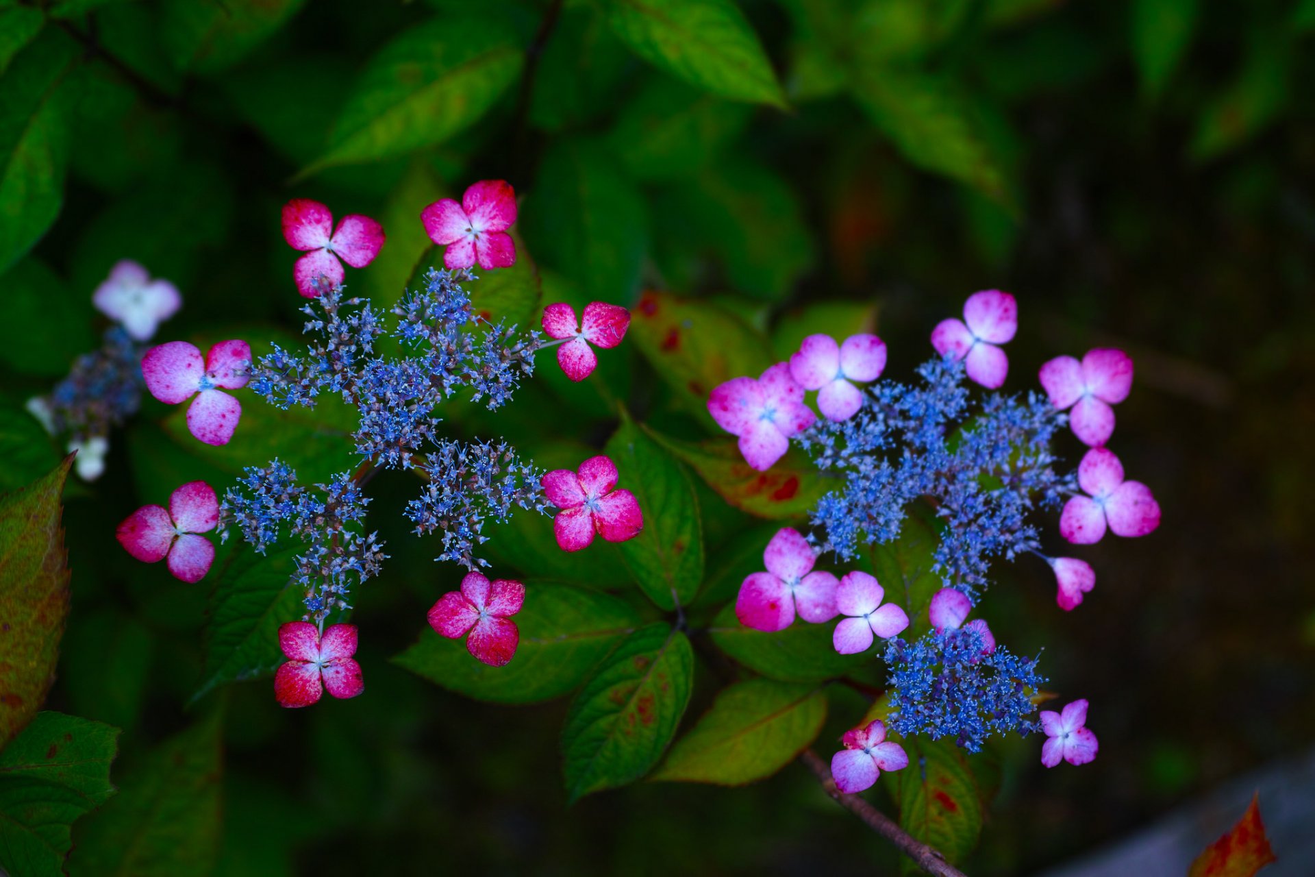 hortensia fleurs inflorescences gros plan