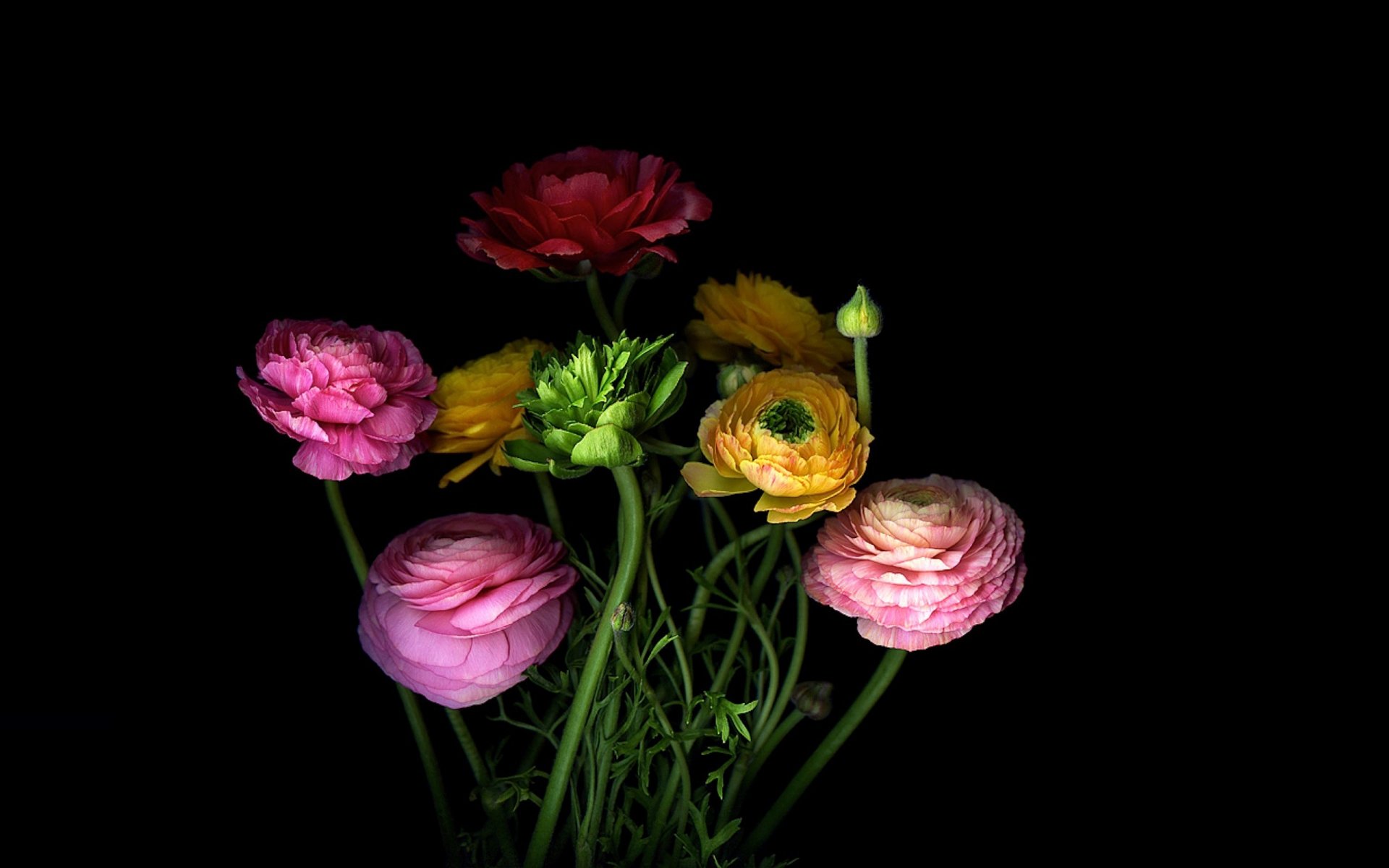 petals light bouquet shadow wallpaper the stem