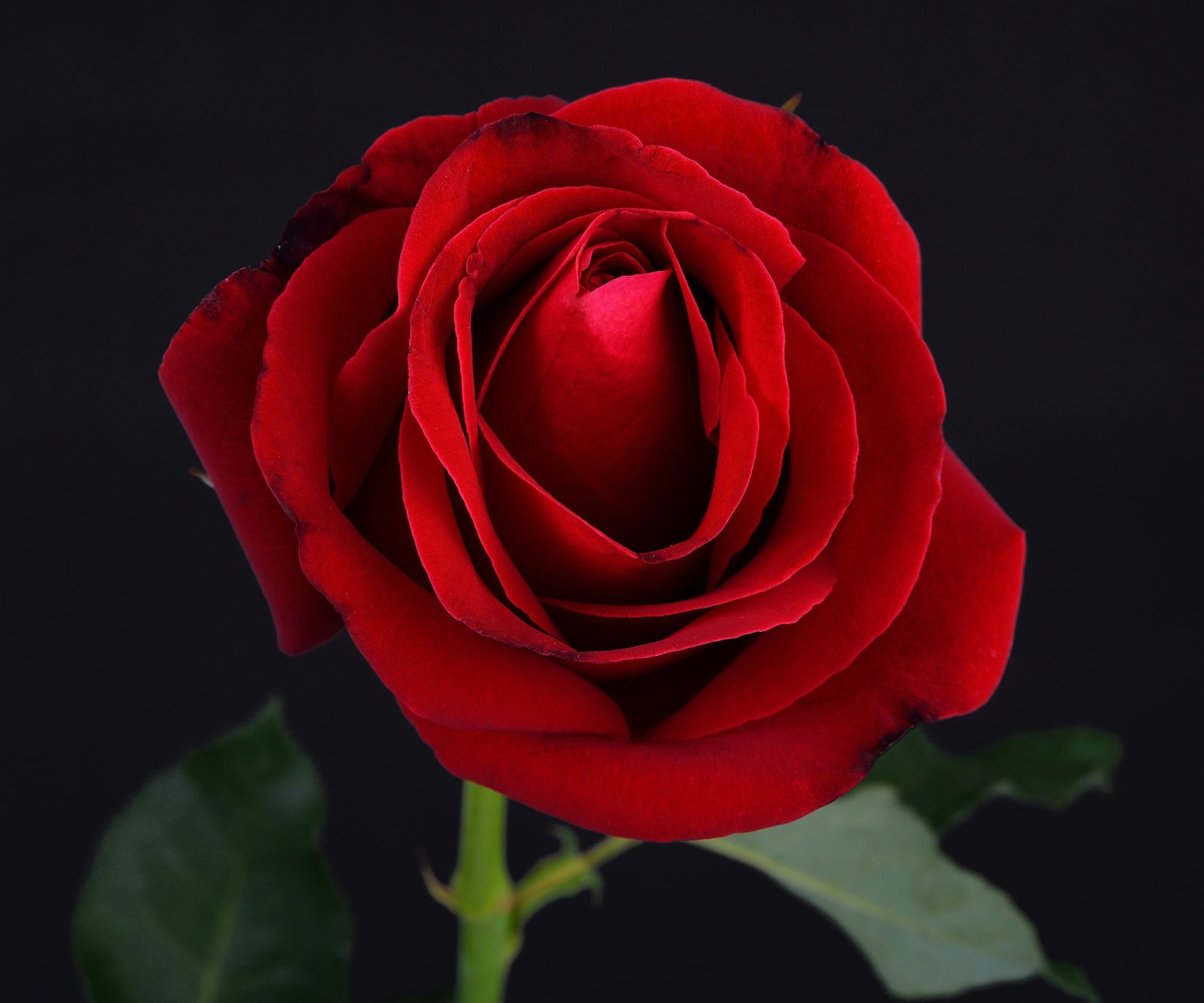 black red rose flower rose