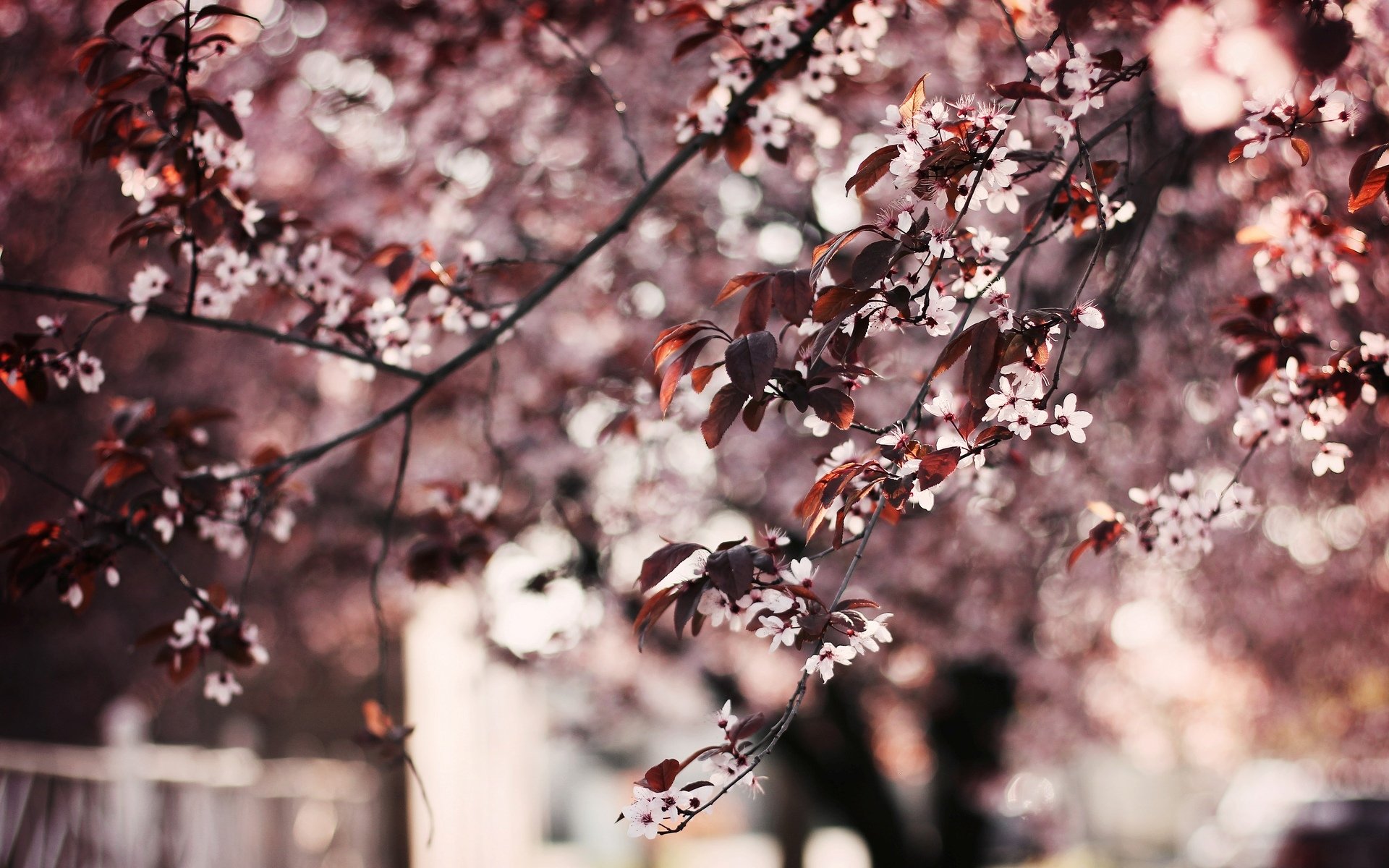 blumen baum bäume blumen blätter blätter hintergrund tapete widescreen vollbild widescreen