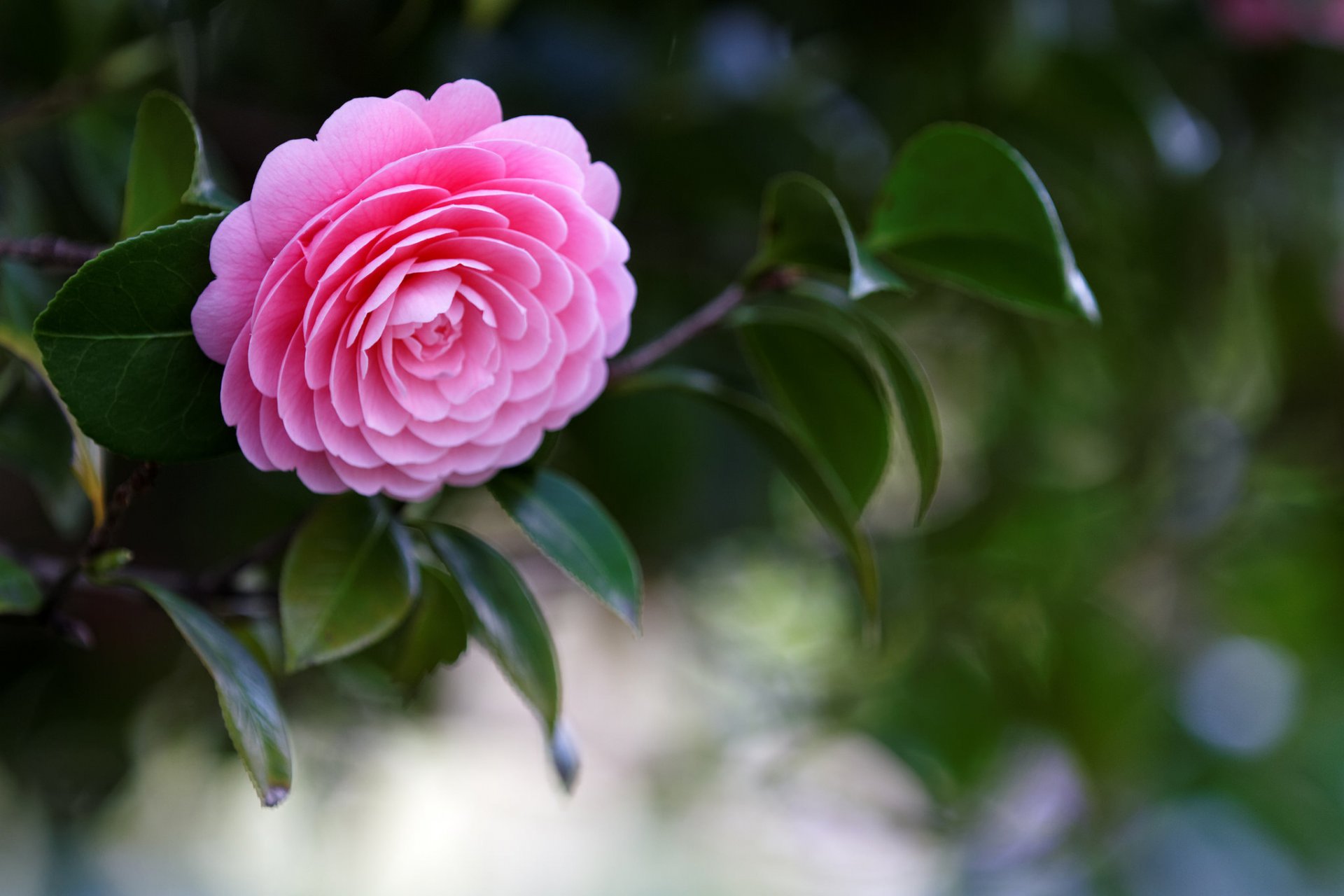 rosa camelia hojas rama