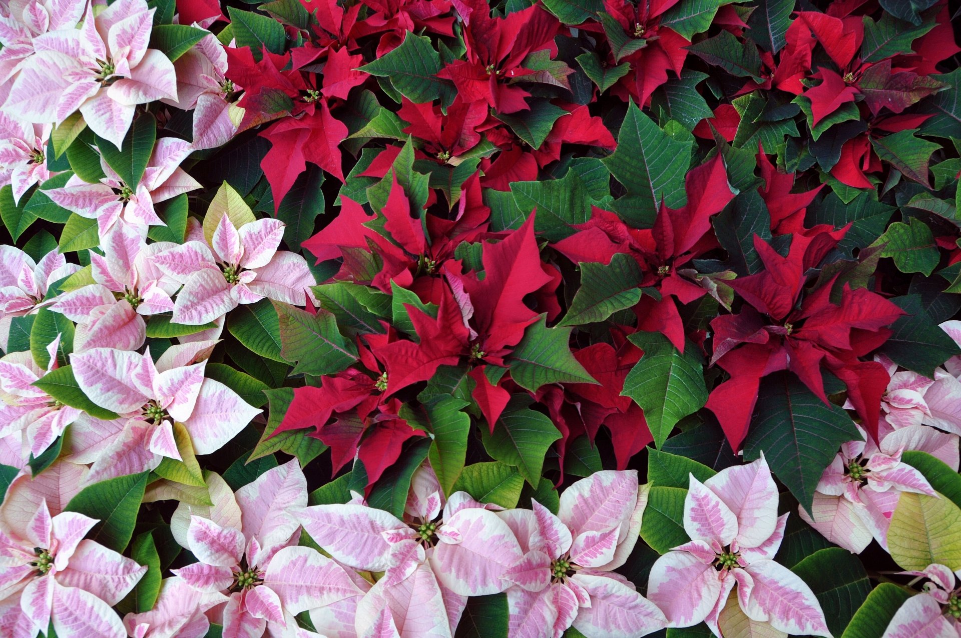 euphorbia hermosa flor de pascua estrella de navidad