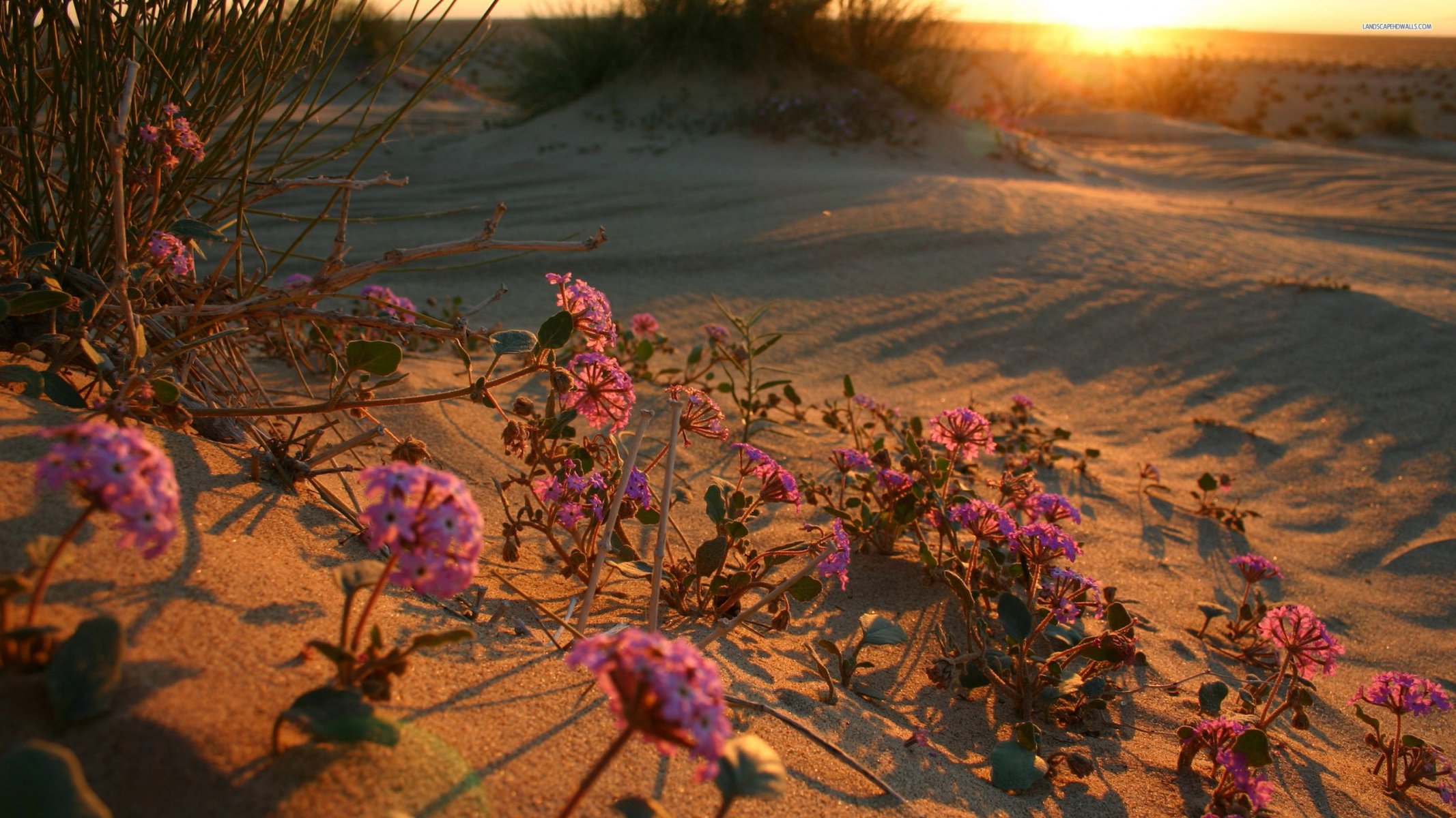 coucher de soleil désert fleur fleur du désert aube fleurs