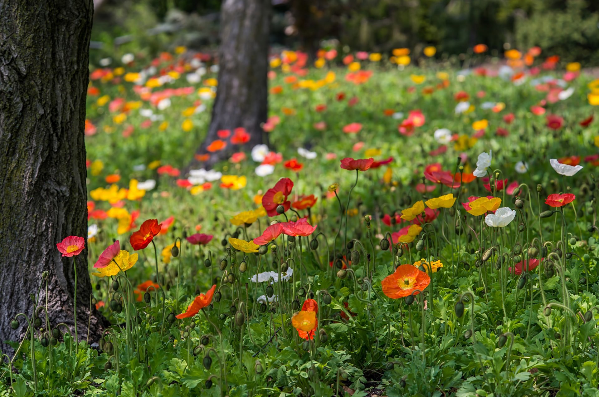 amapolas rojo amarillo blanco flores hierba vegetación árboles naturaleza parque