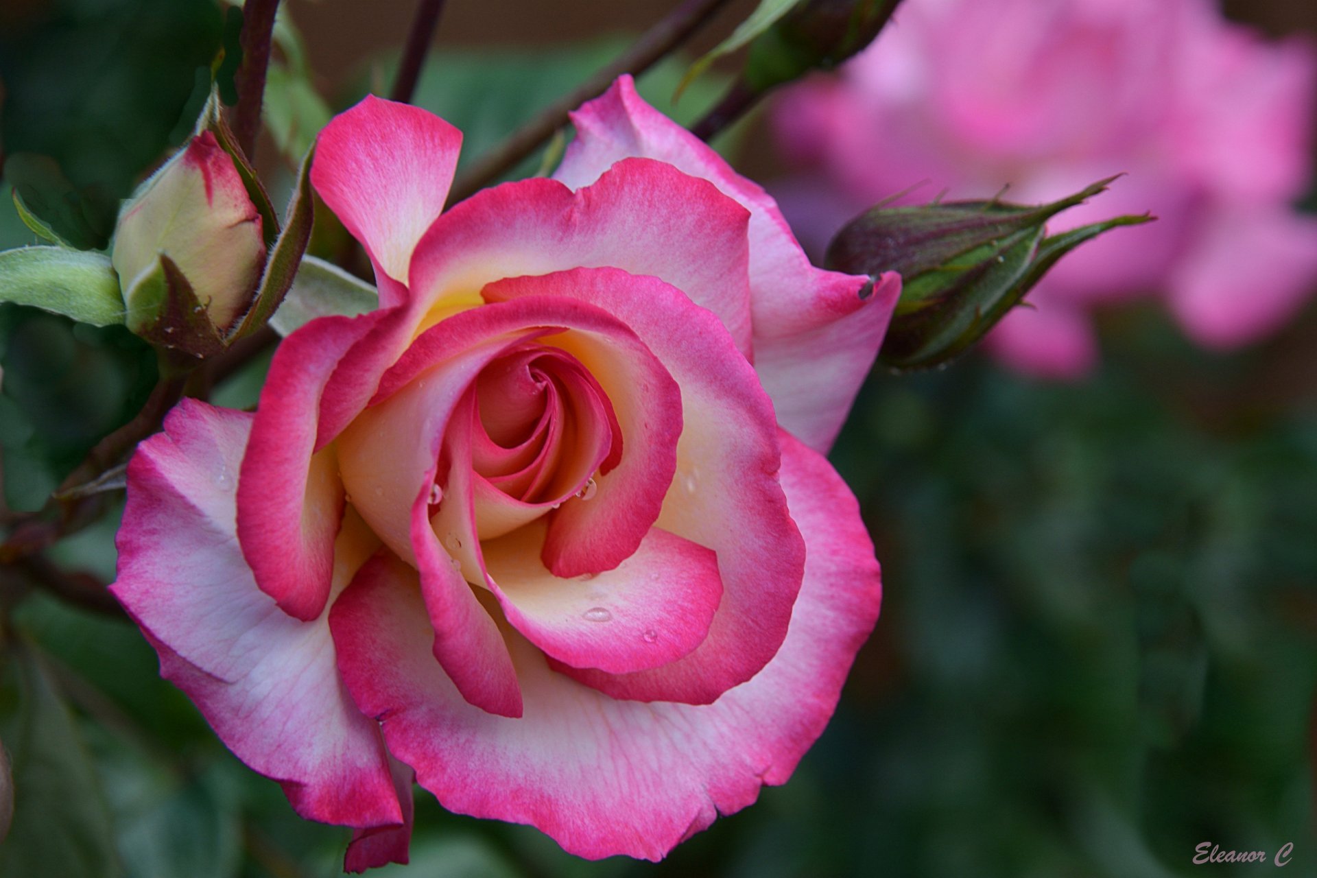 rose buds close up