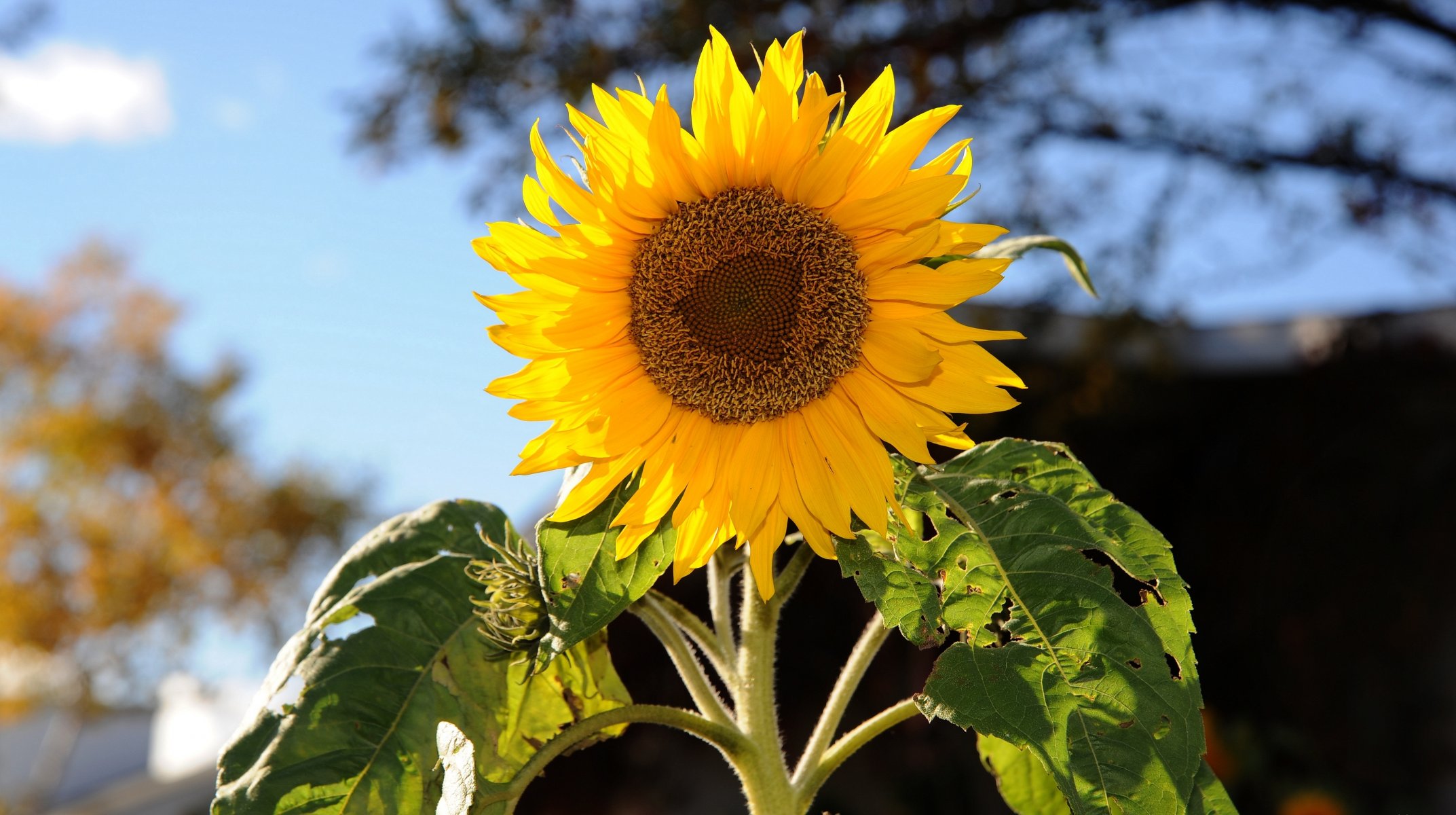 girasol girasol planta tallo hojas cesta pétalos amarillos borroso