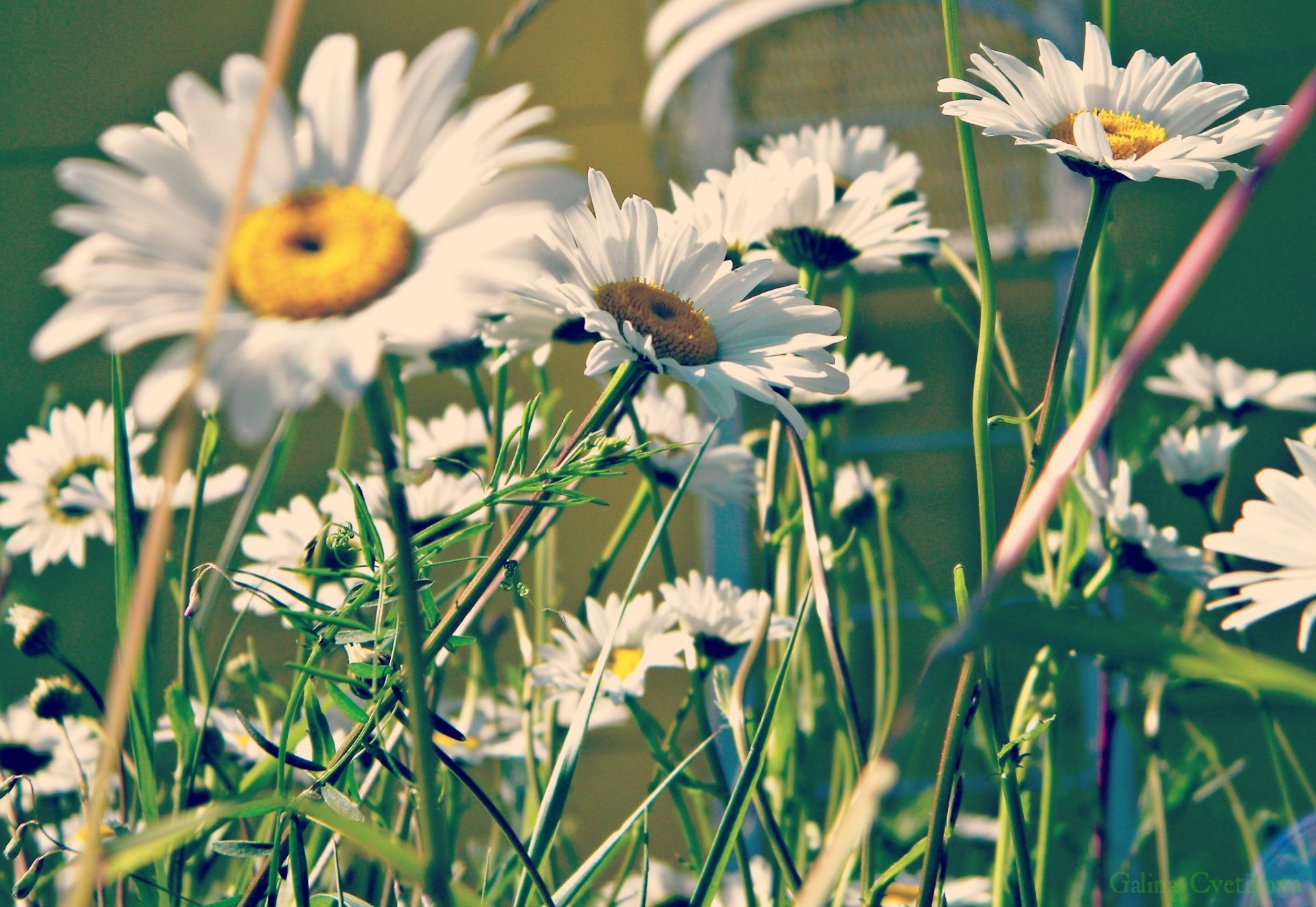 marguerites été pétales verts