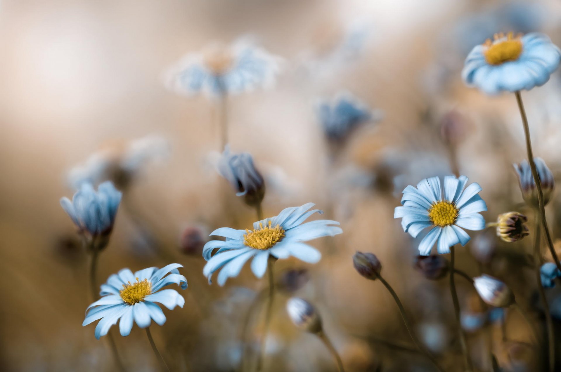 flower field nature