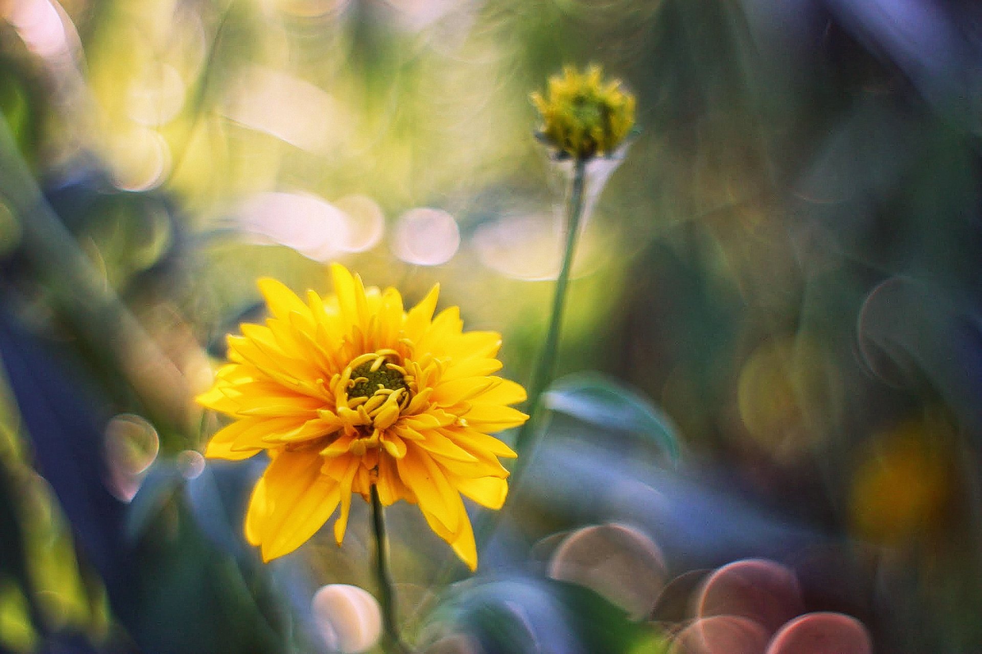 fiore giallo sfondo sfocatura abbagliamento