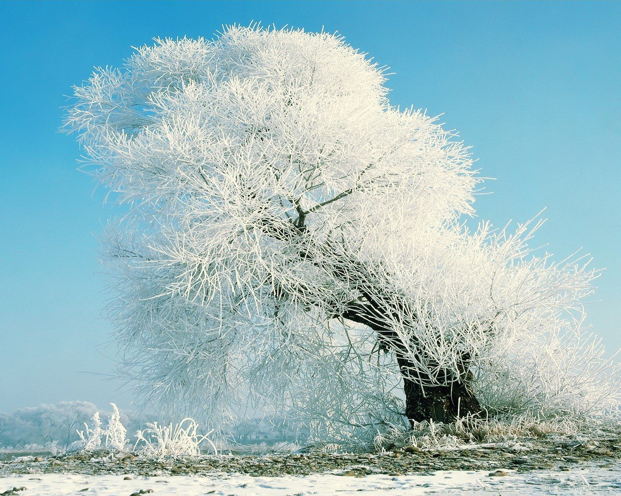 baum schnee ini