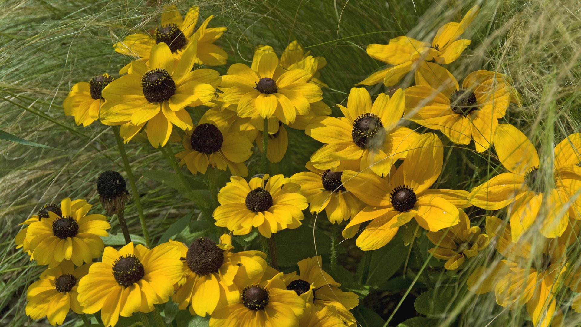 rudbekia płatki trawa