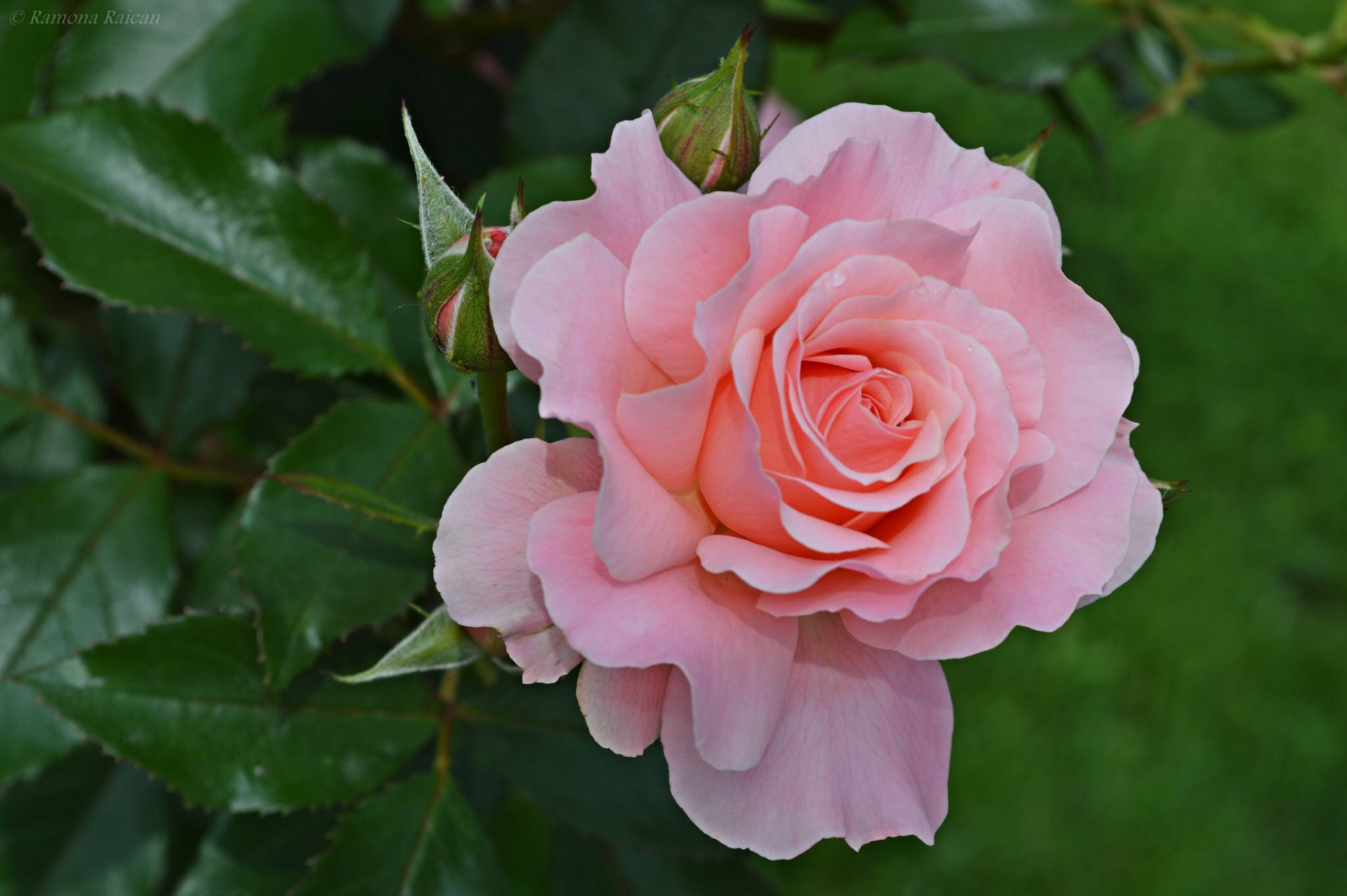 rose bourgeon pétales gros plan