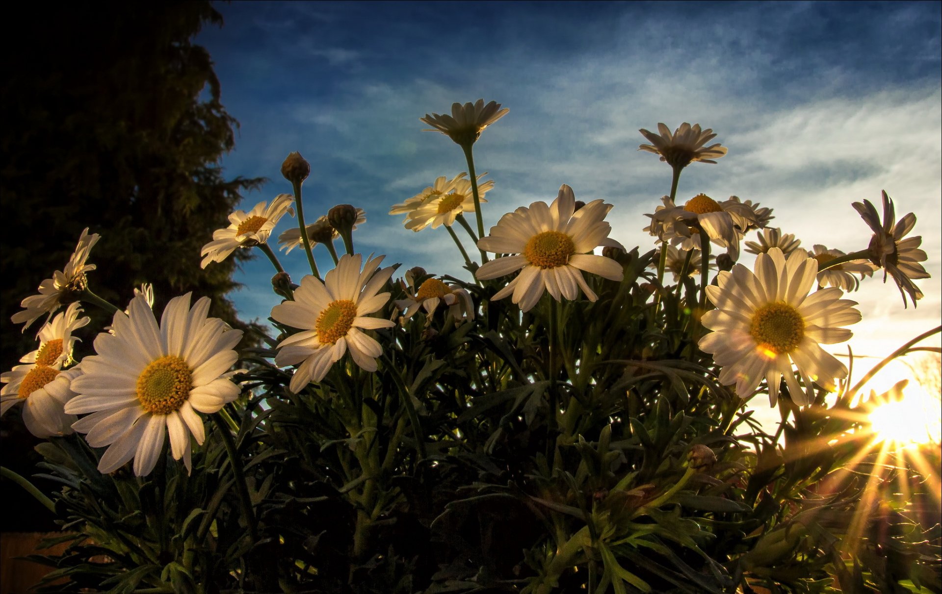 blumen weiß gänseblümchen sonne strahlen