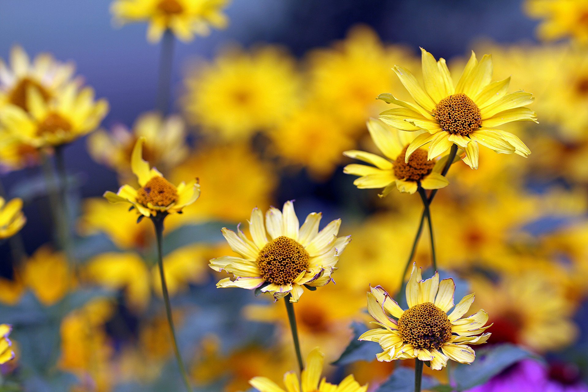 estate fiori giallo sfocatura