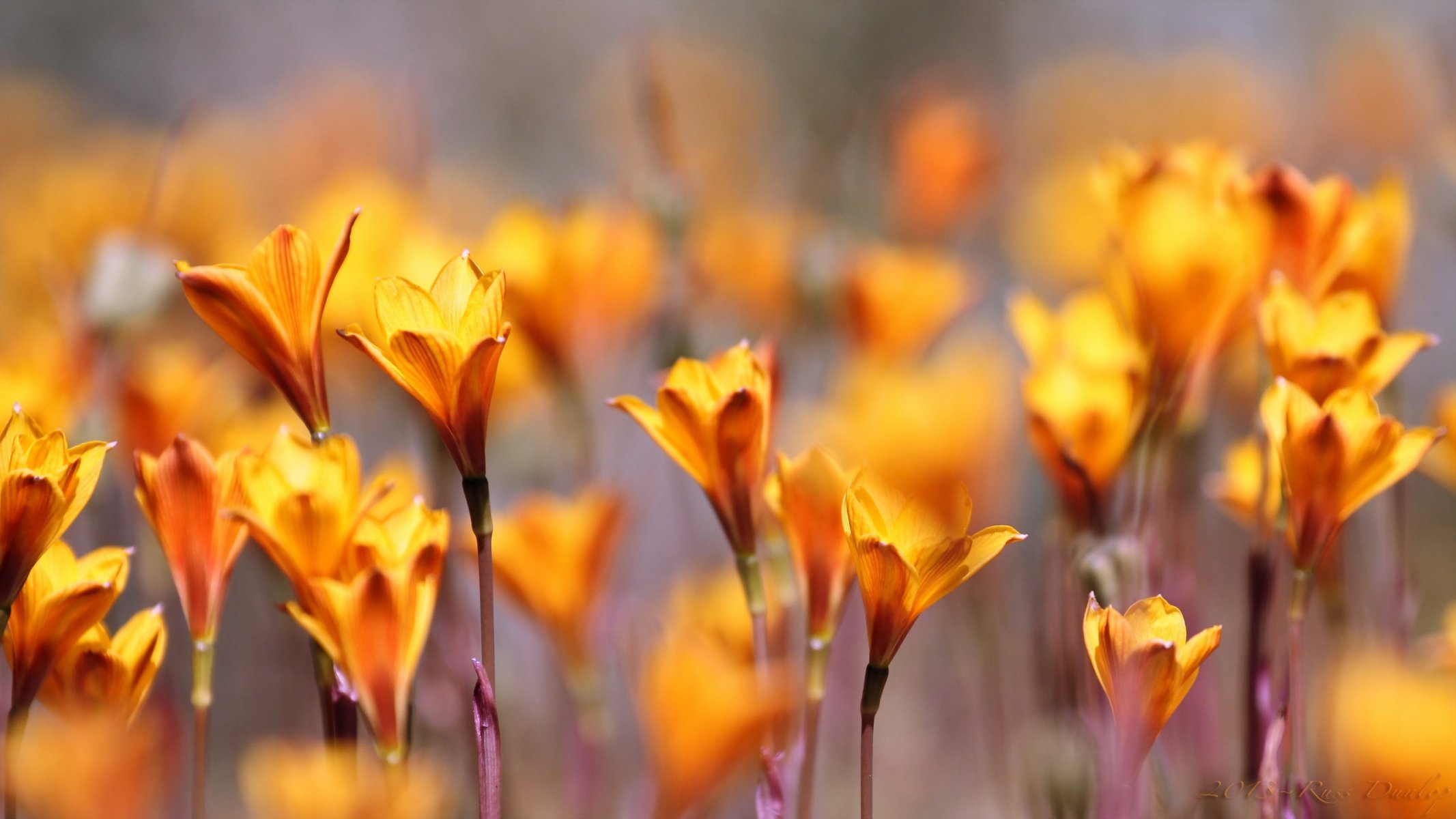 fiori natura macro