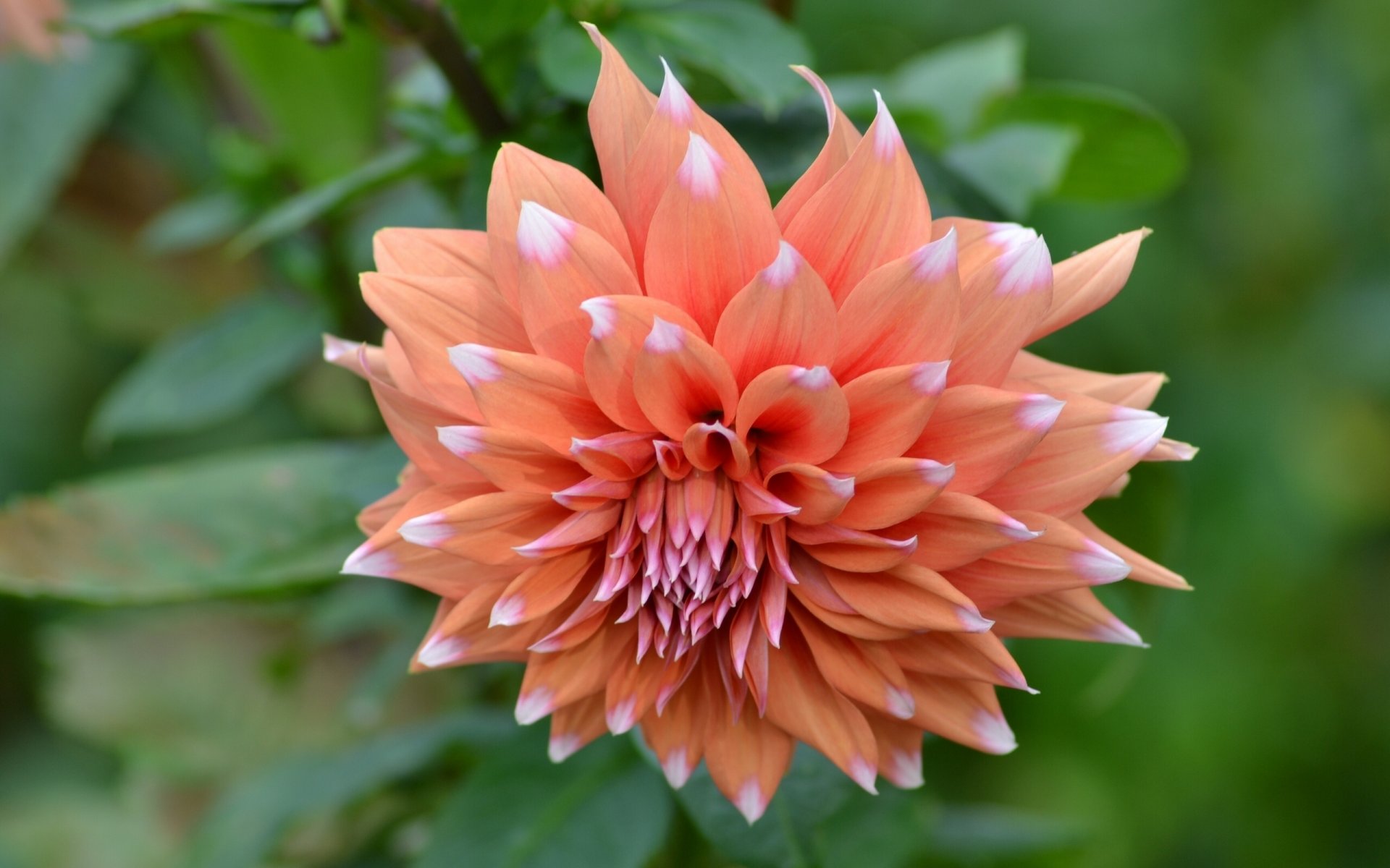 dahlia petals close up