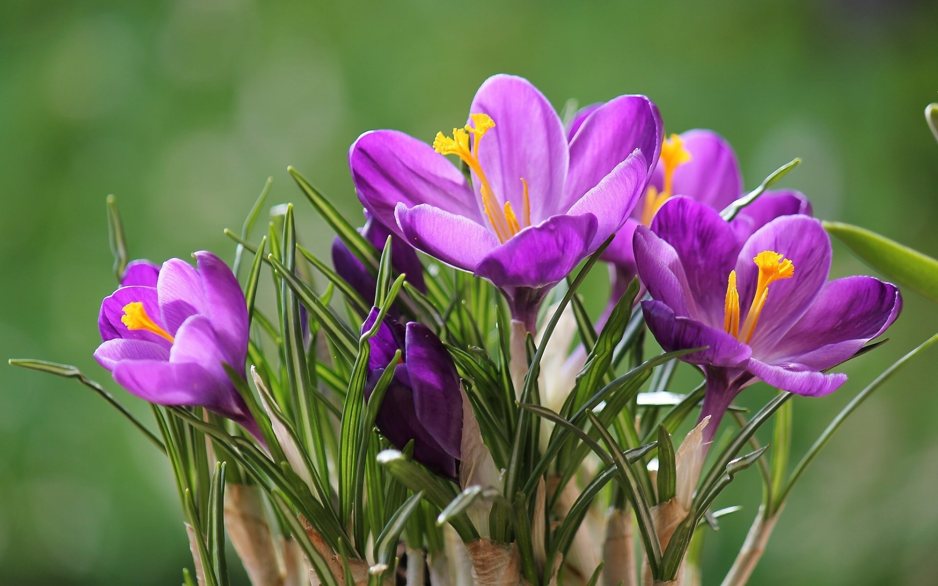 crocus safran macro