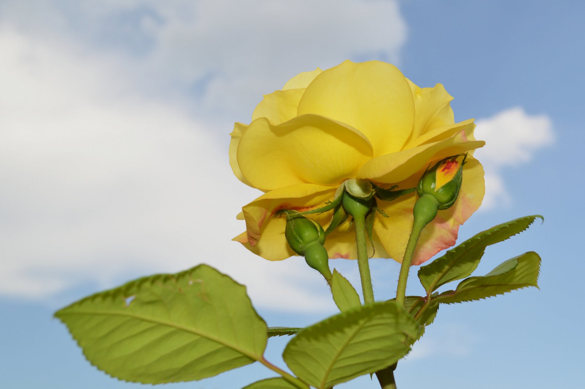 rose bud petals leaves sky close up