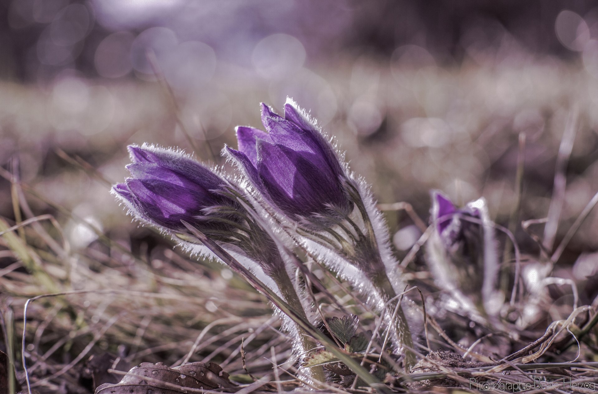 sommeil-herbe fleurs lilas violet pétales éblouissement macro mise au point