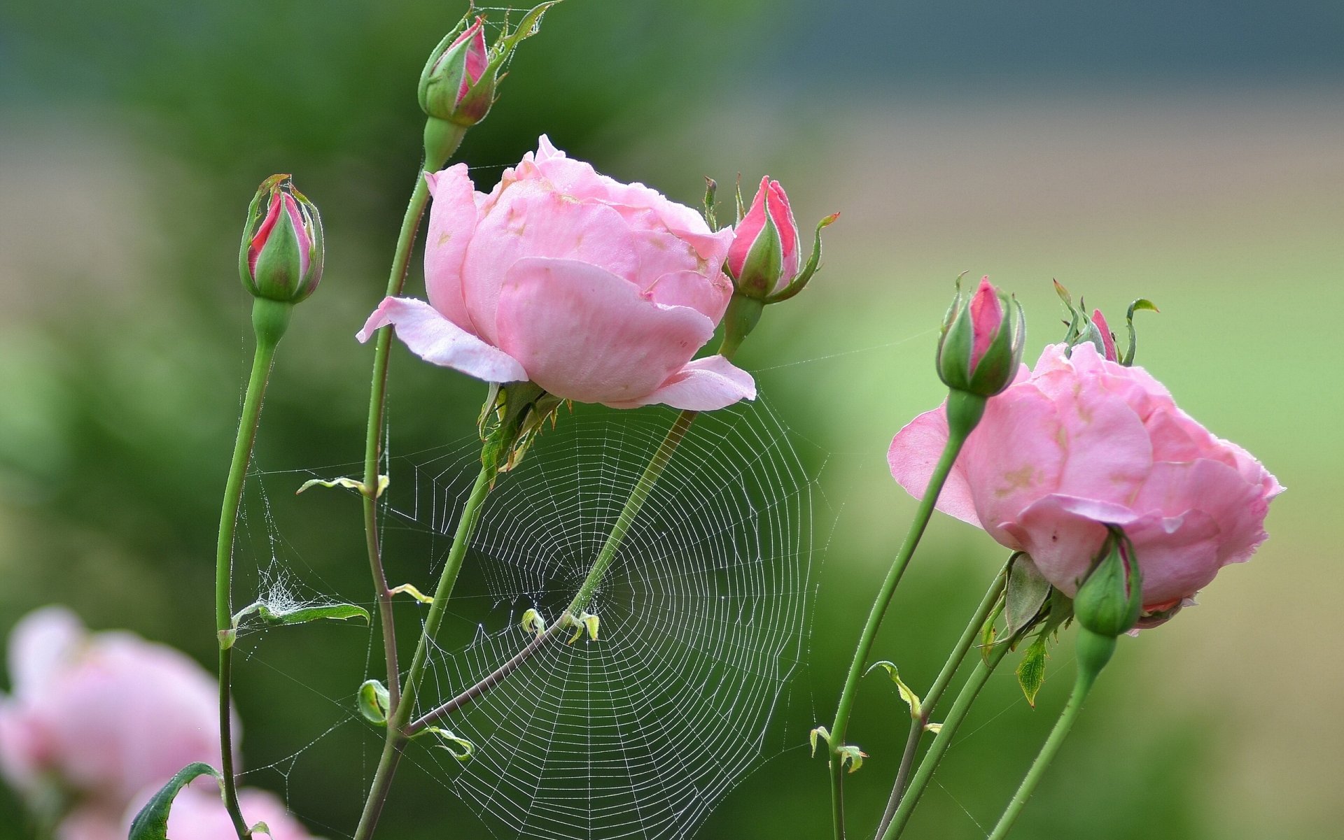 roses buds web close up