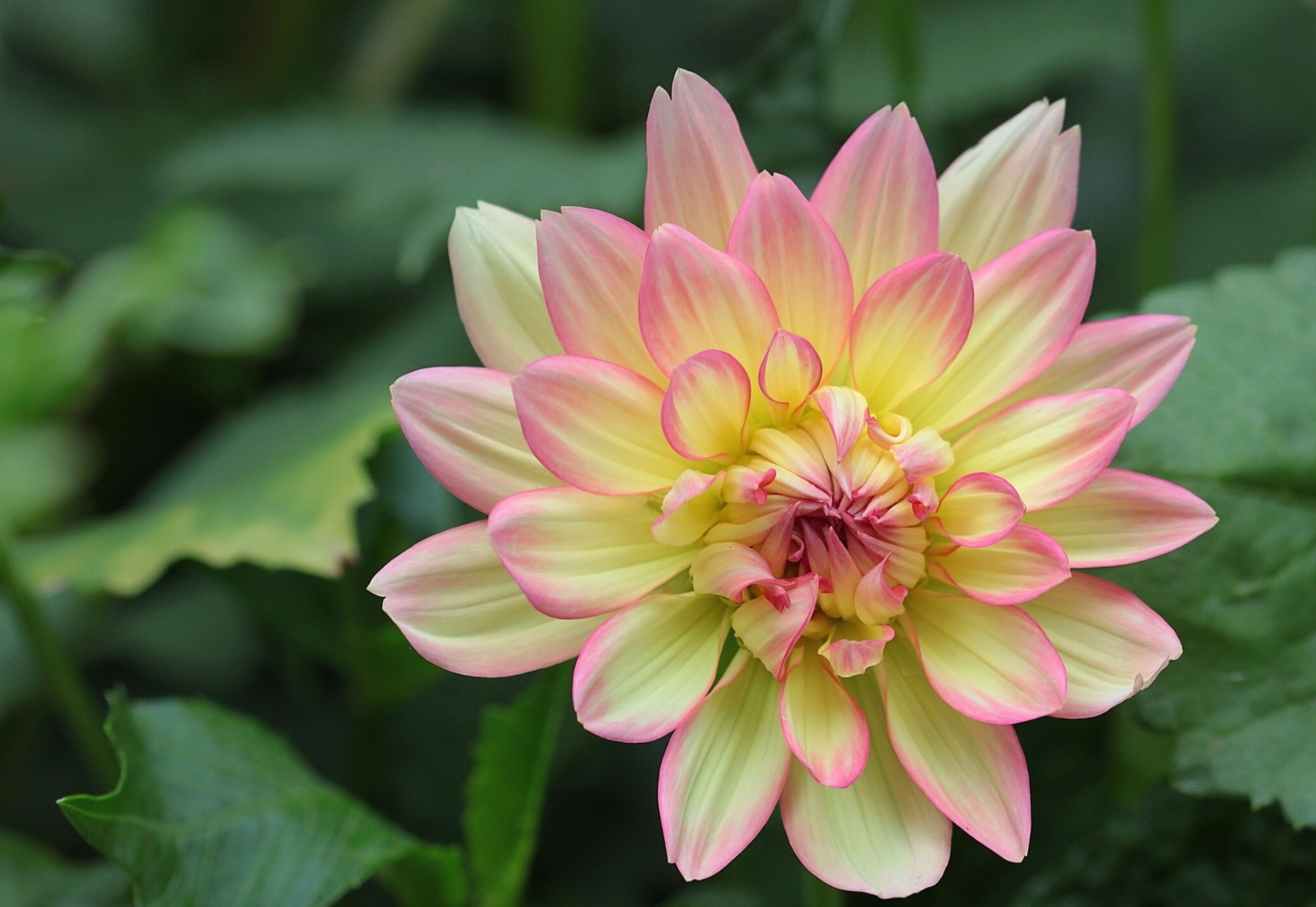 dahlia petals close up