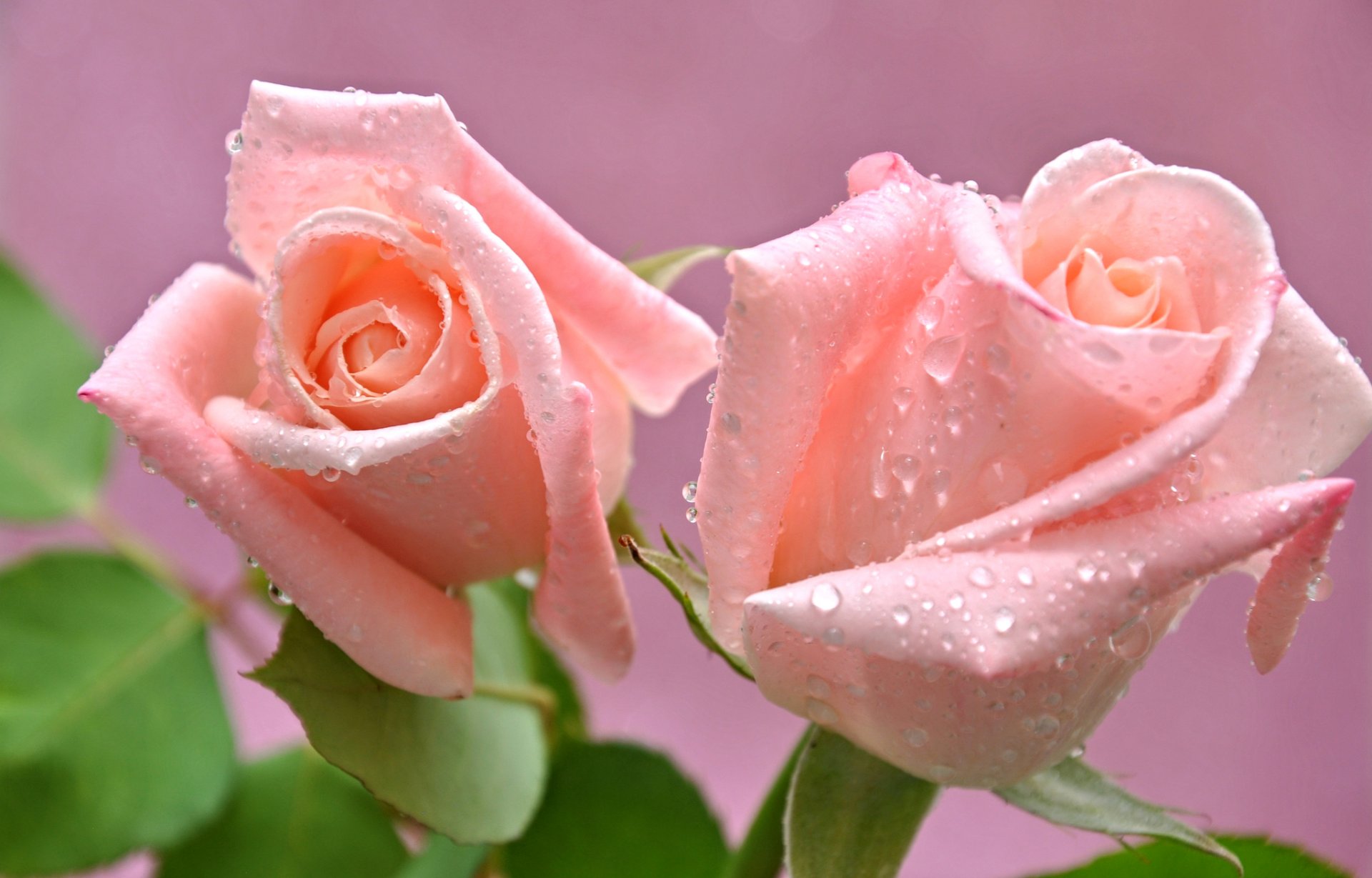 roses bud petals drops rosa water close up