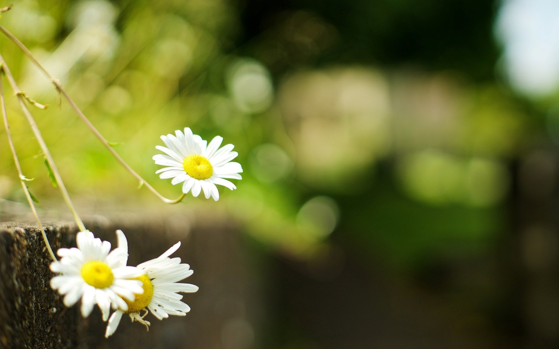 blumen blumen gänseblümchen kamille grün gras unschärfe blume hintergrund tapete widescreen vollbild widescreen